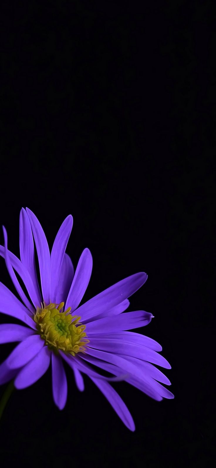 Dark Purple Flower Wallpapers