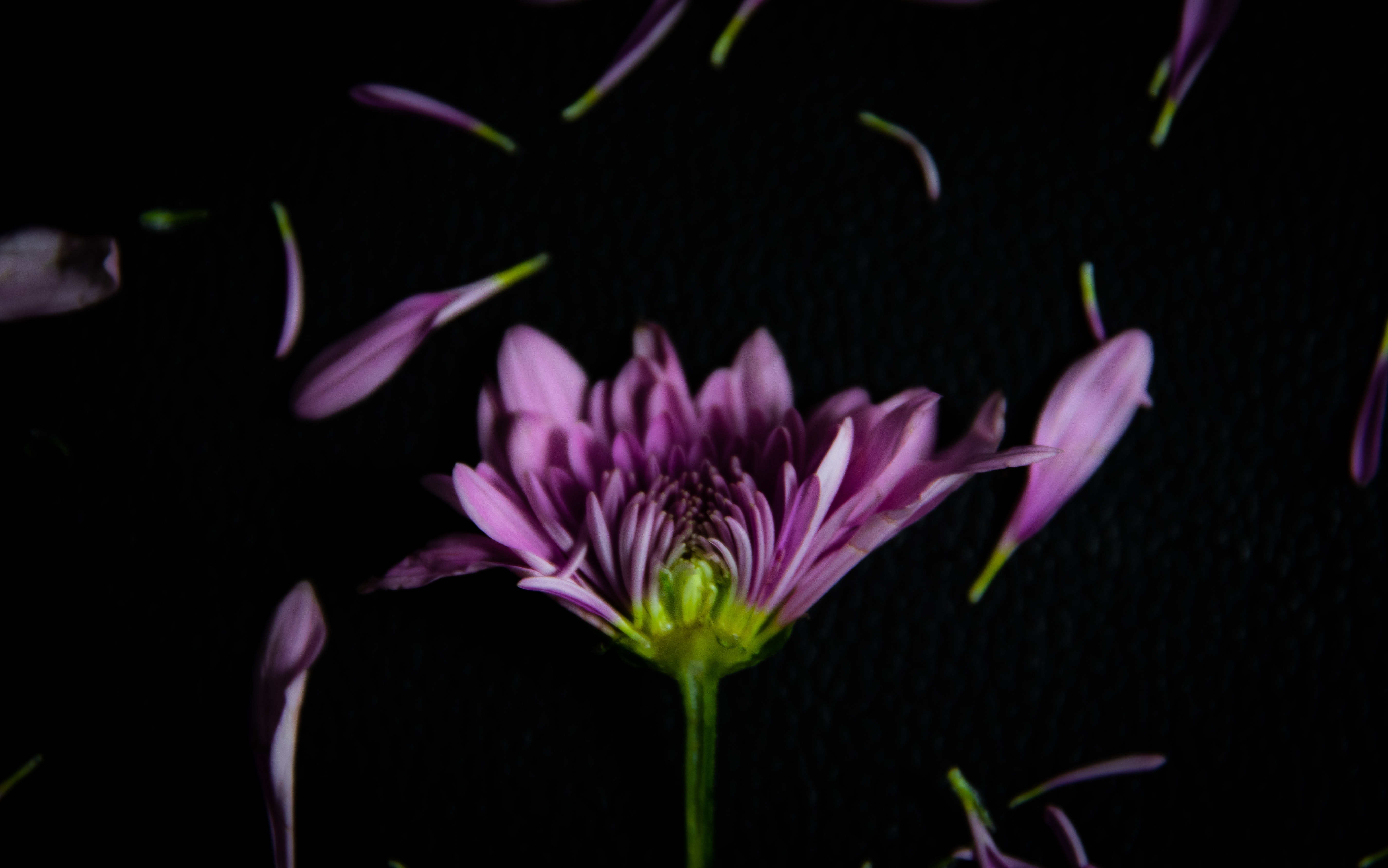 Dark Purple Flower Wallpapers