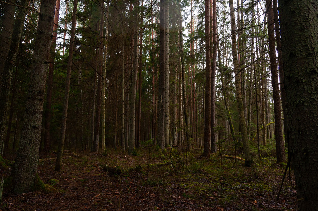 Dark Rainy Forest Wallpapers