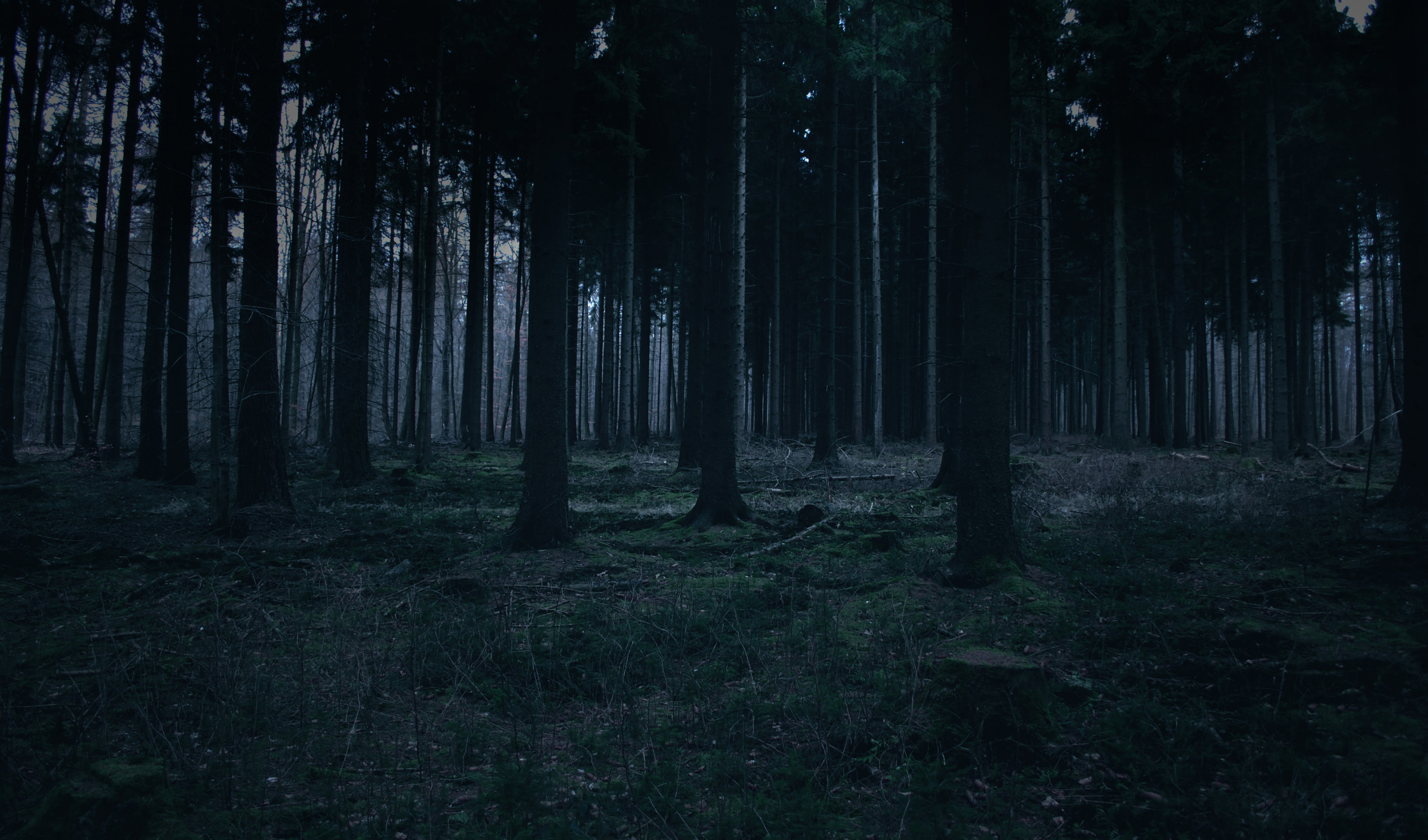 Dark Rainy Forest Wallpapers