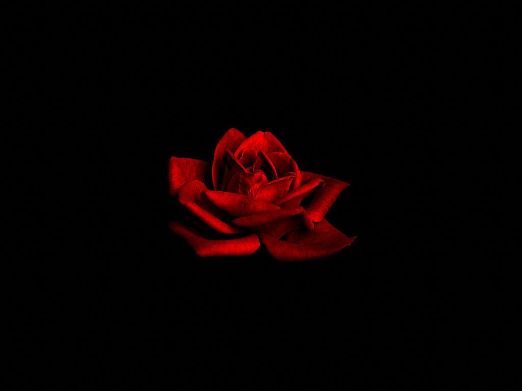 Dark Red Flower Wallpapers