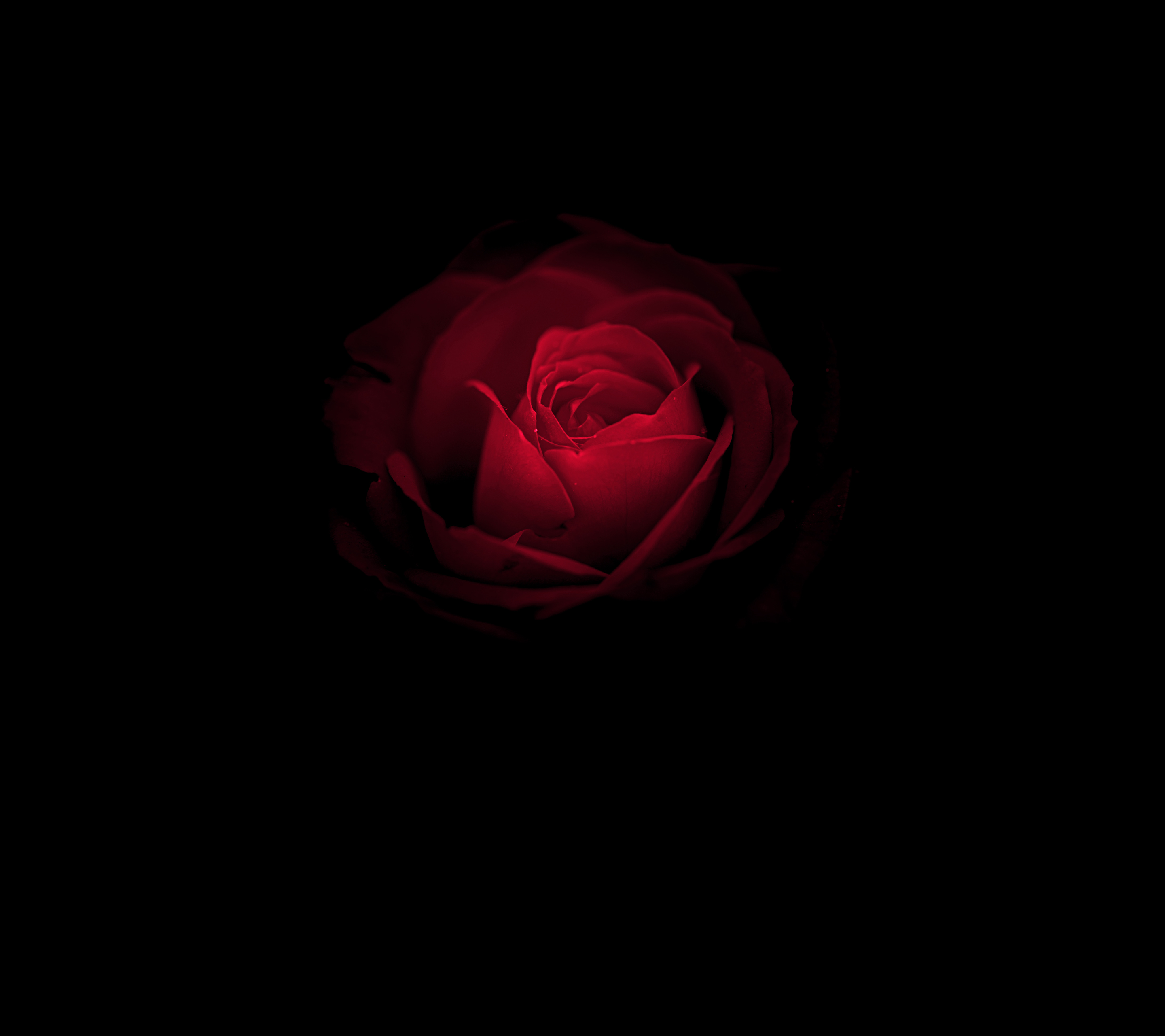 Dark Red Flower Wallpapers