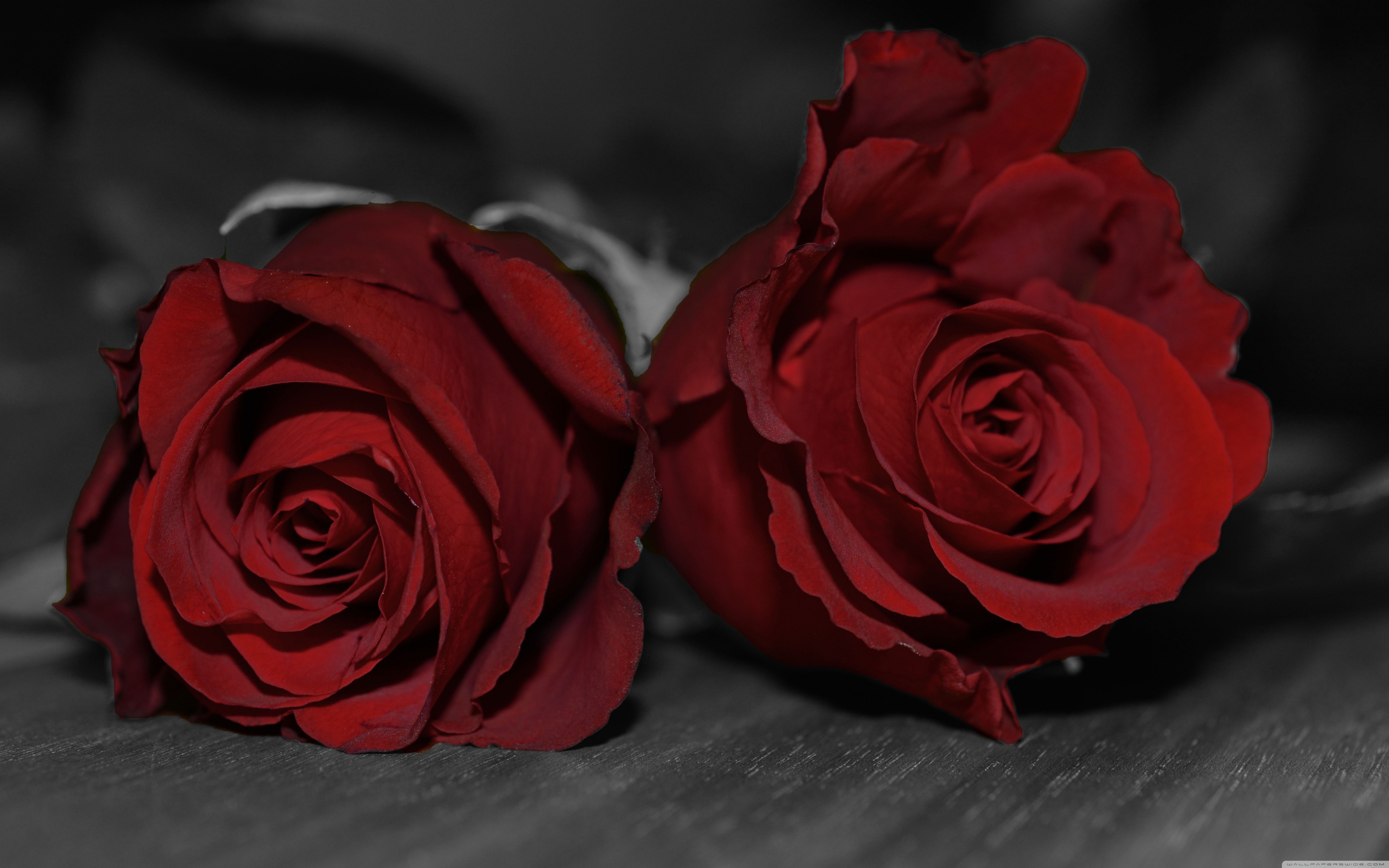 Dark Red Flower Wallpapers