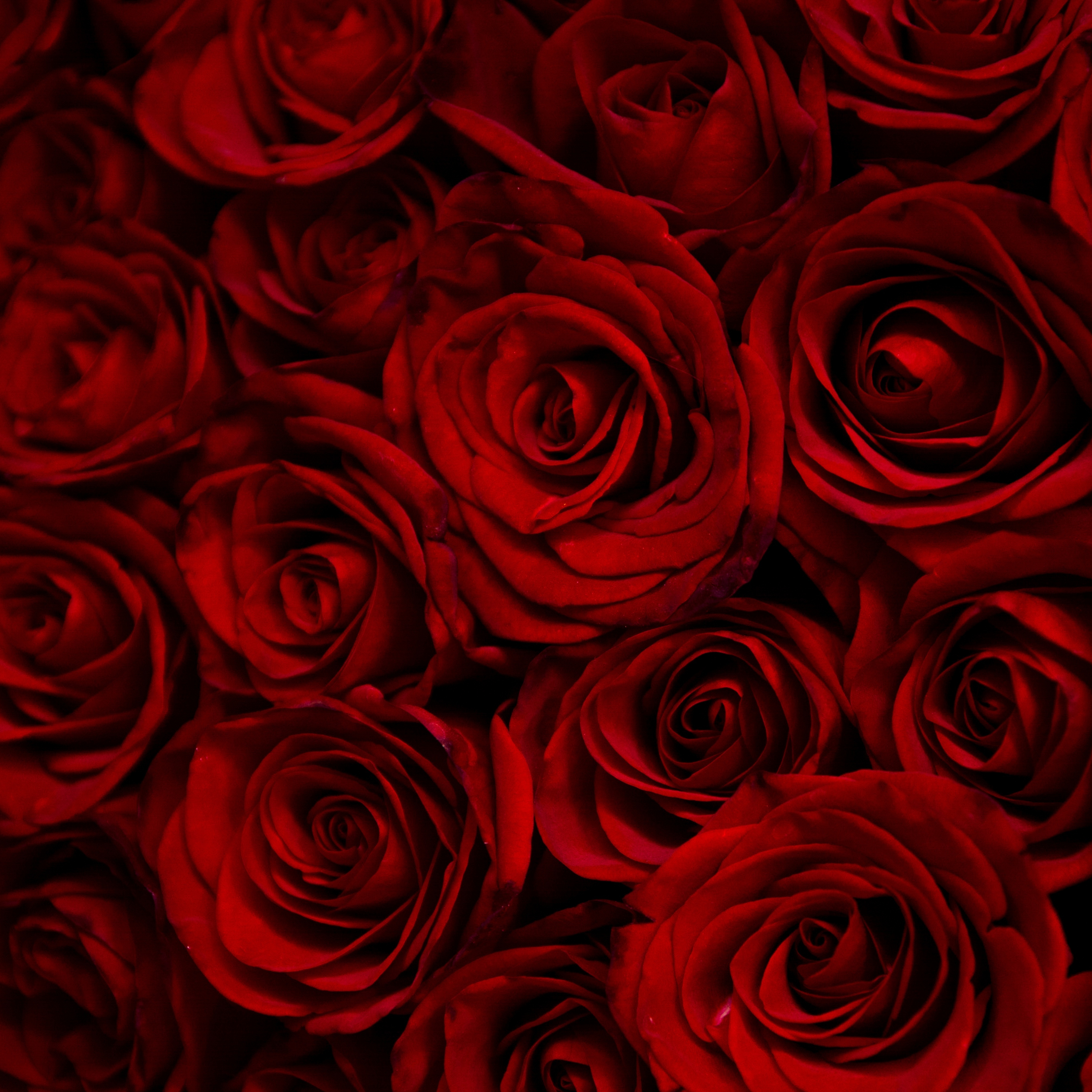 Dark Red Flower Wallpapers