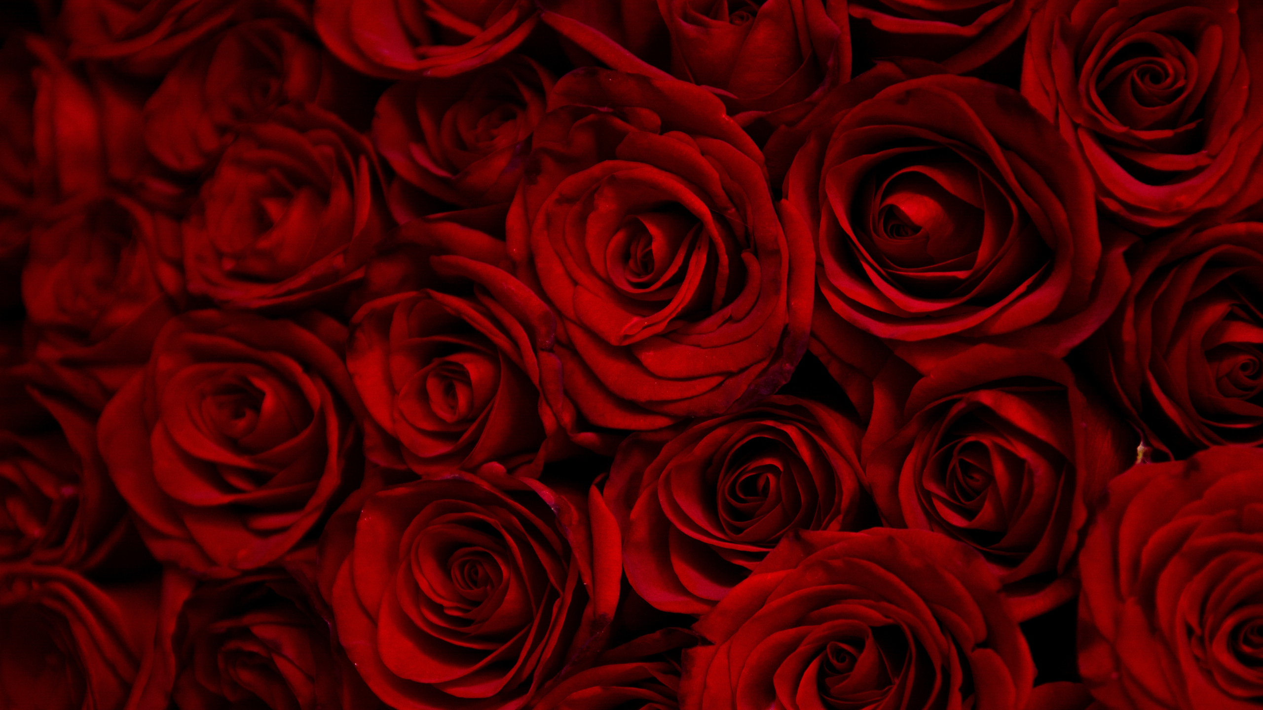 Dark Red Flower Wallpapers