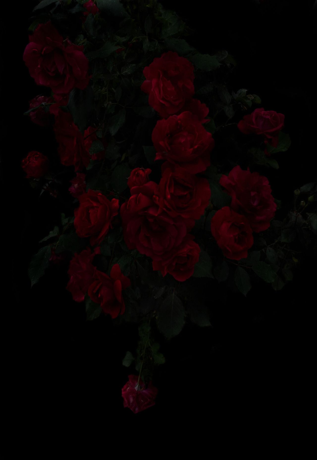 Dark Red Flower Wallpapers