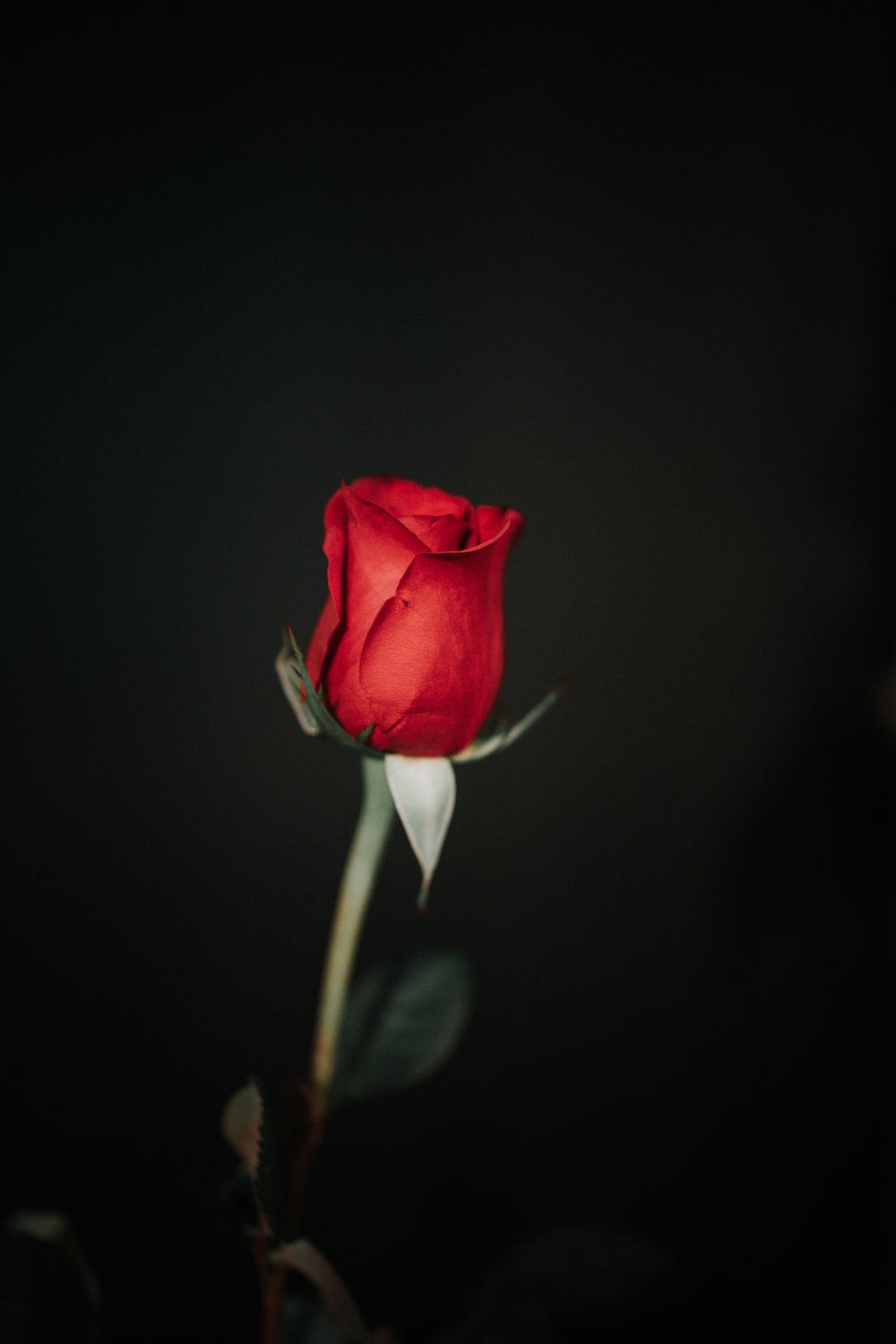 Dark Red Roses Wallpapers