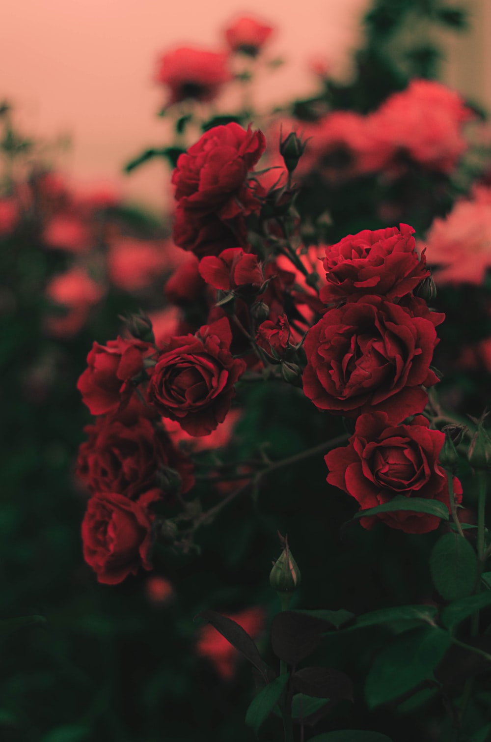 Dark Red Roses Wallpapers