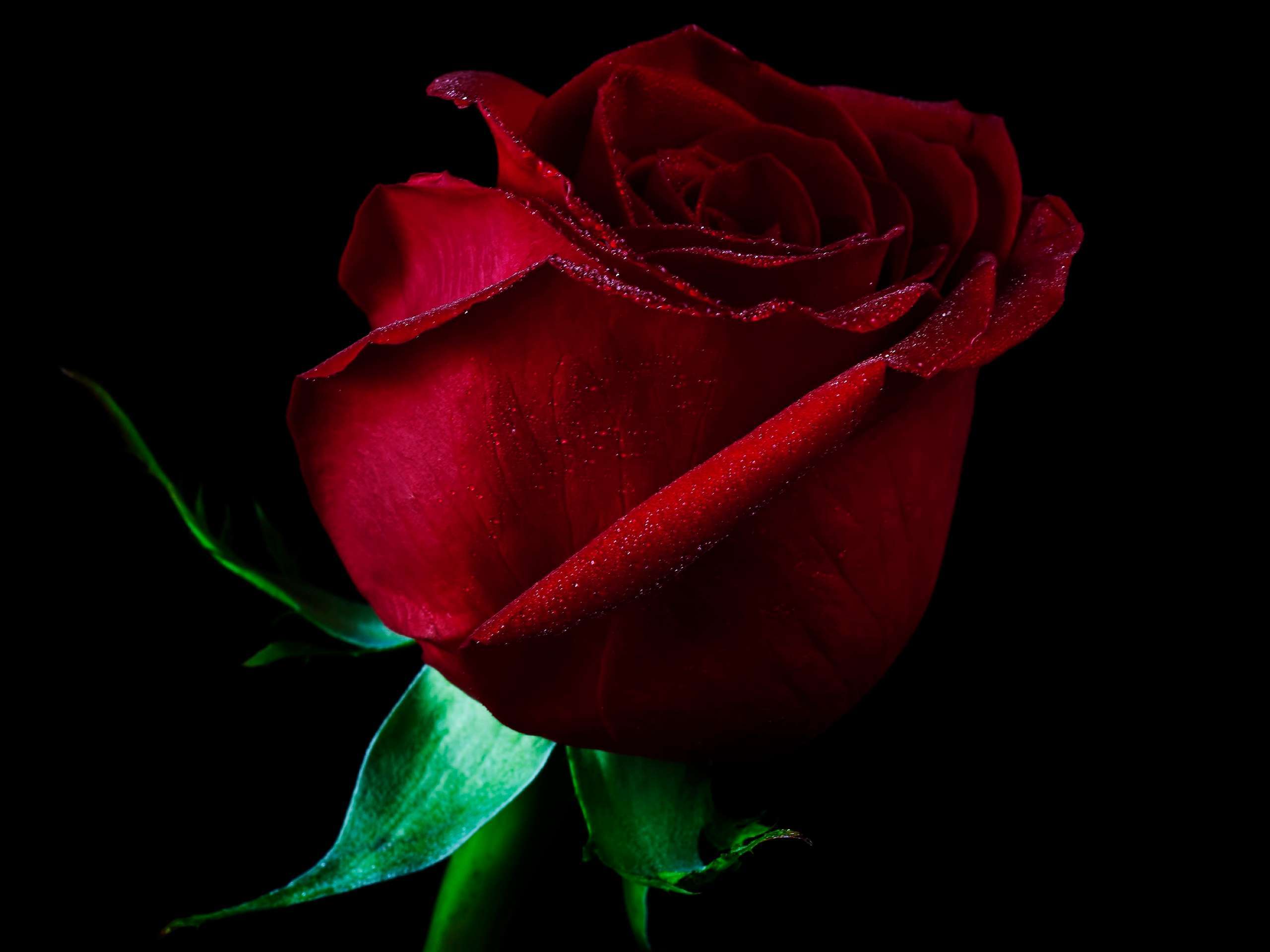 Dark Red Roses Wallpapers