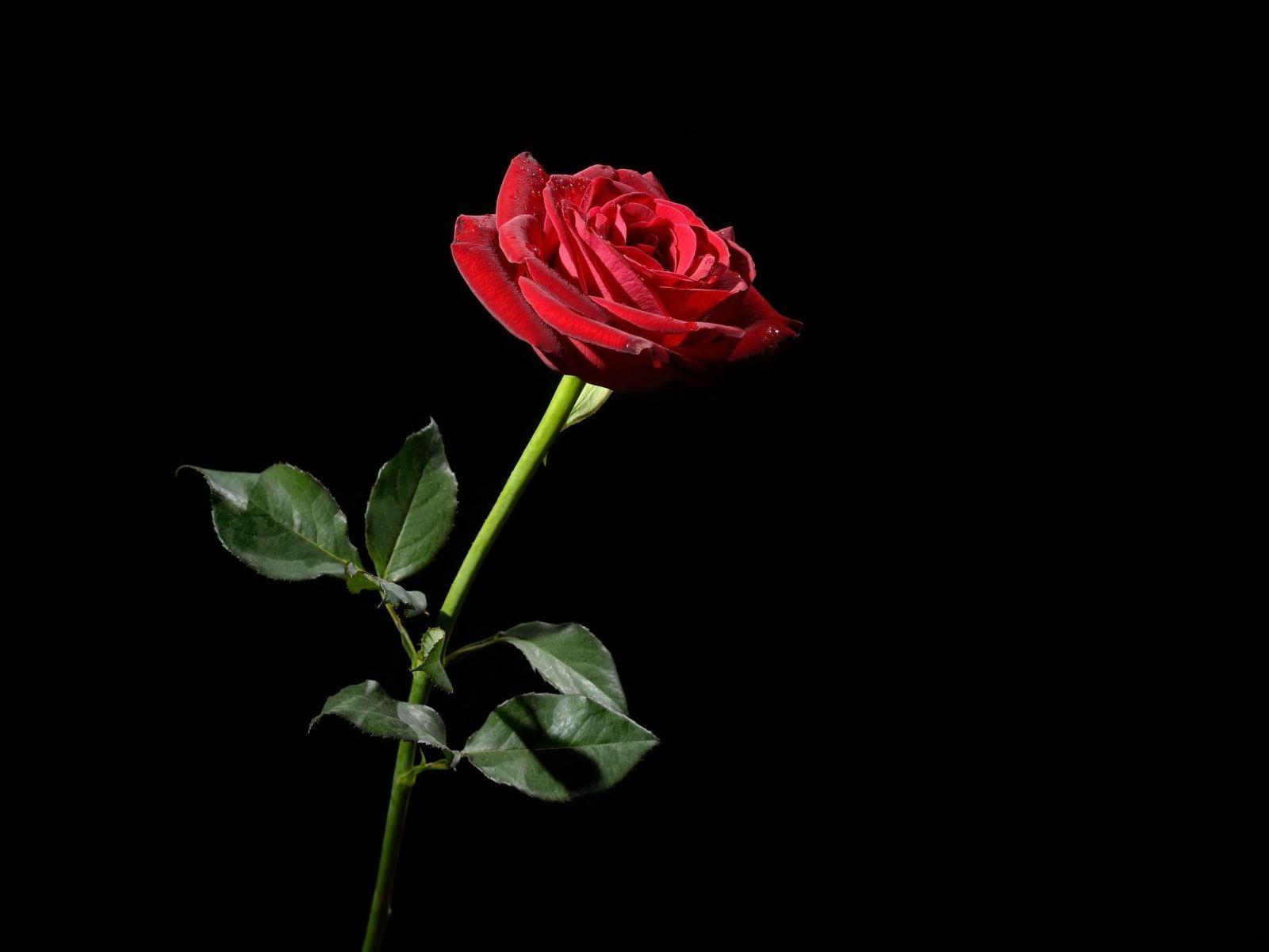 Dark Red Roses Wallpapers