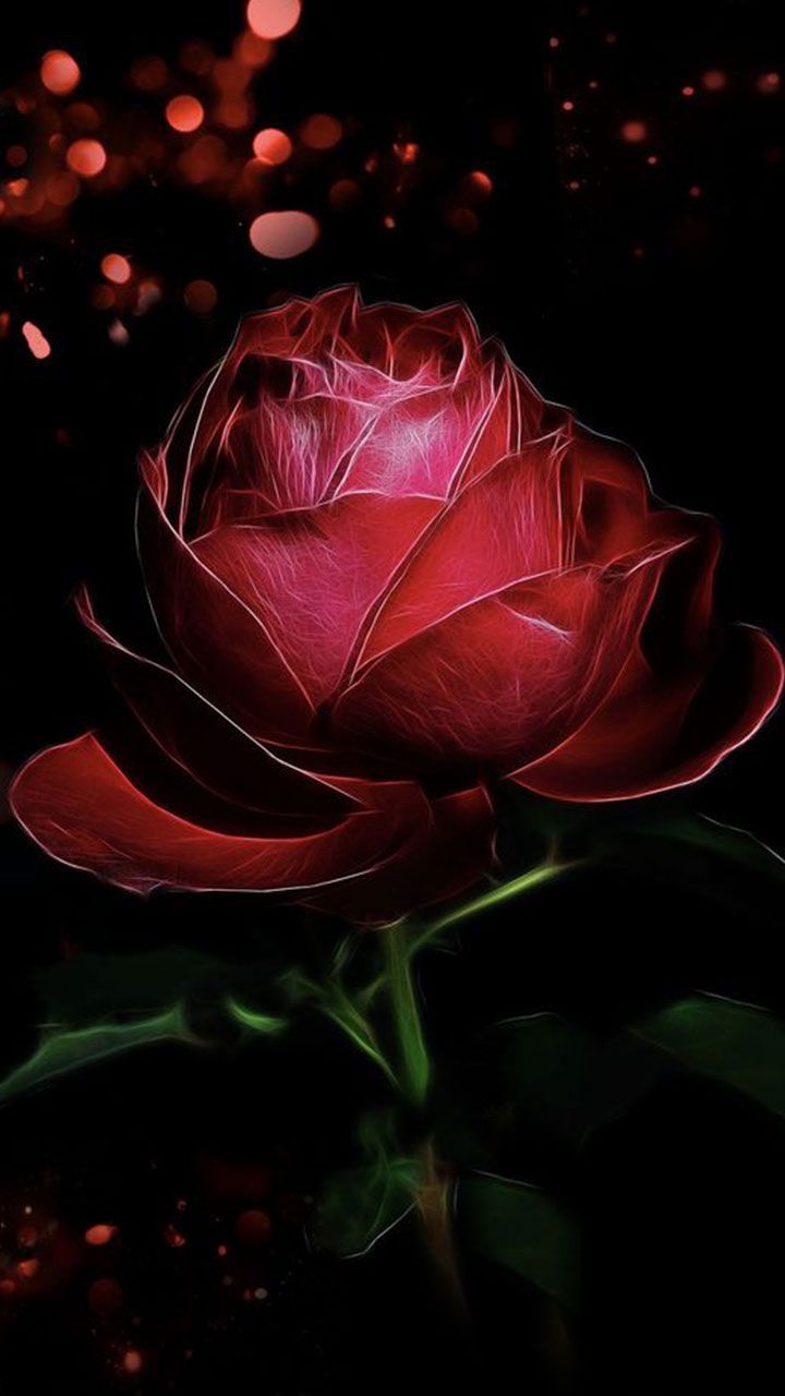 Dark Red Roses Wallpapers