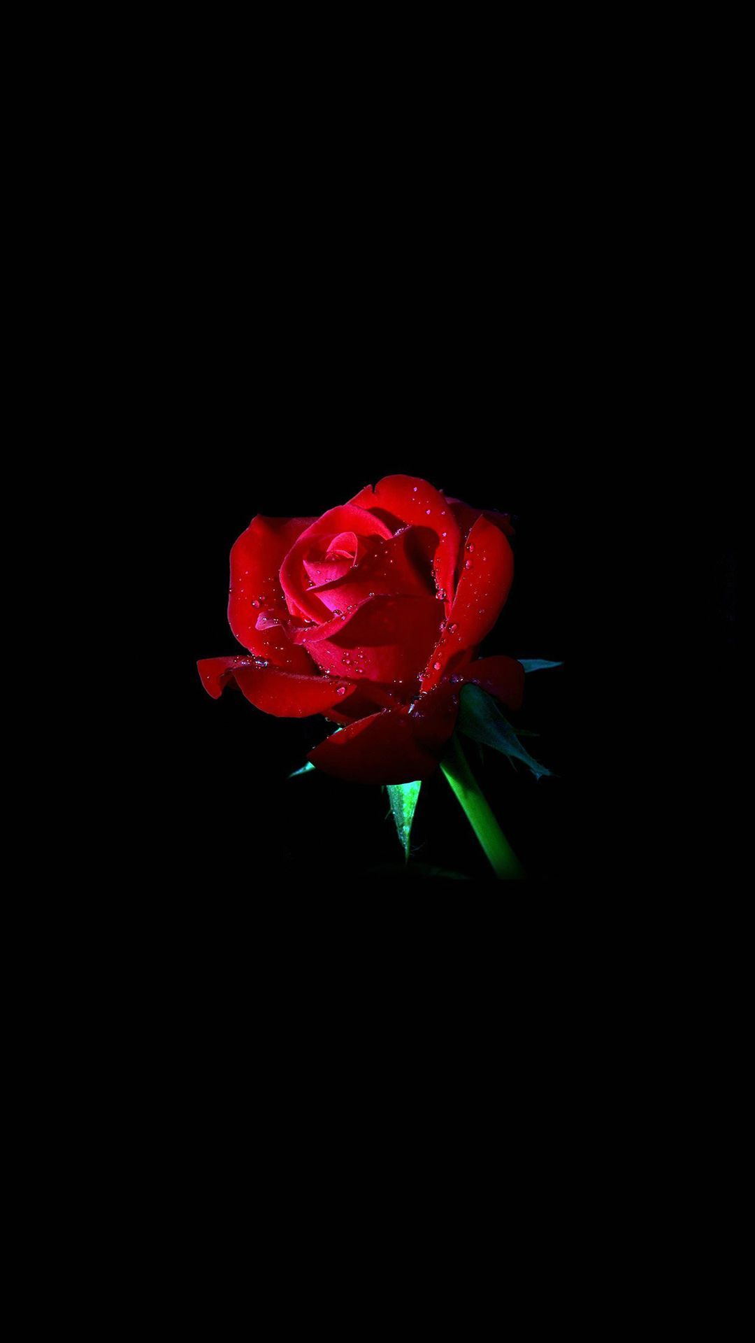 Dark Red Roses Wallpapers