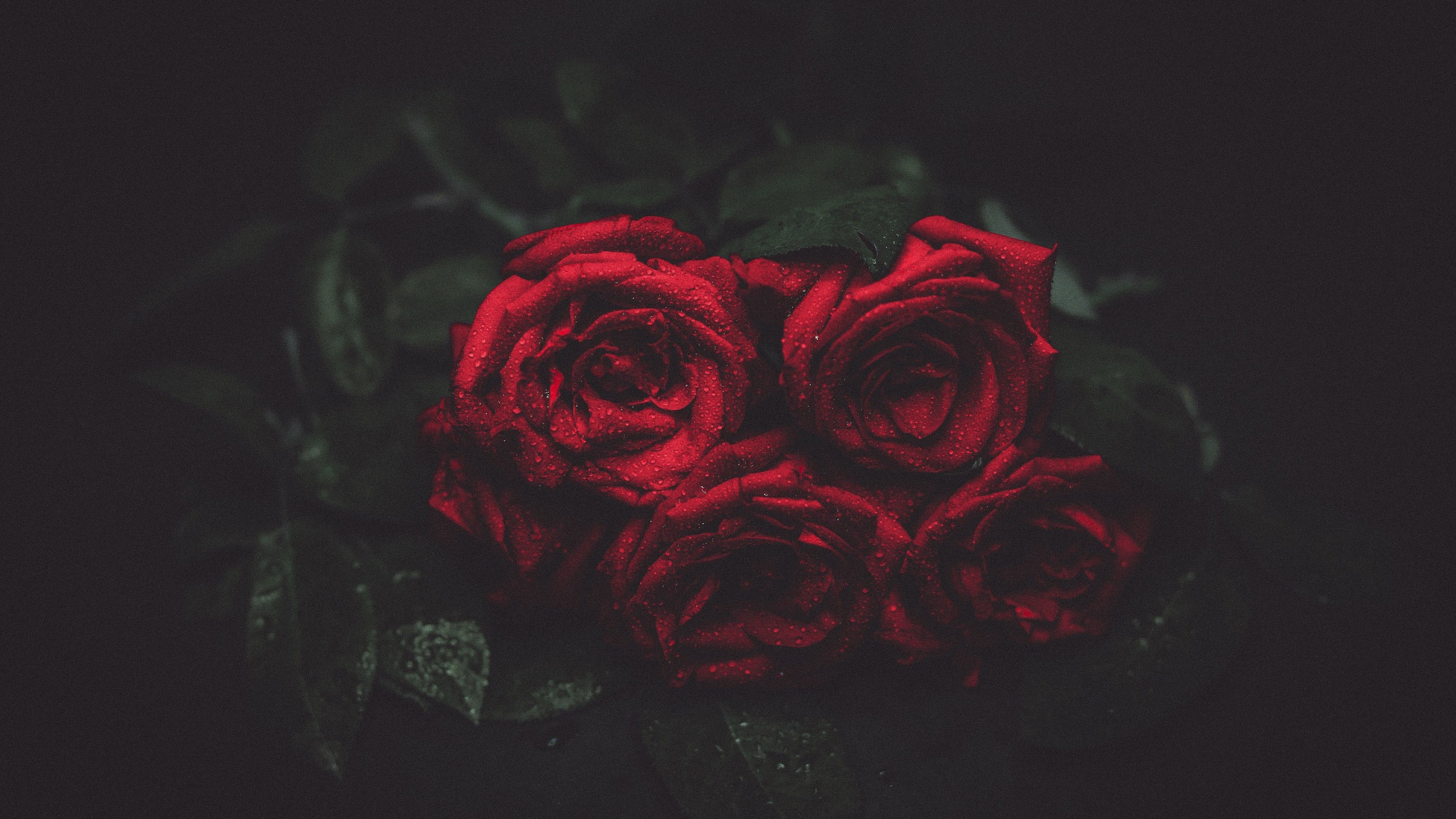 Dark Red Roses Wallpapers