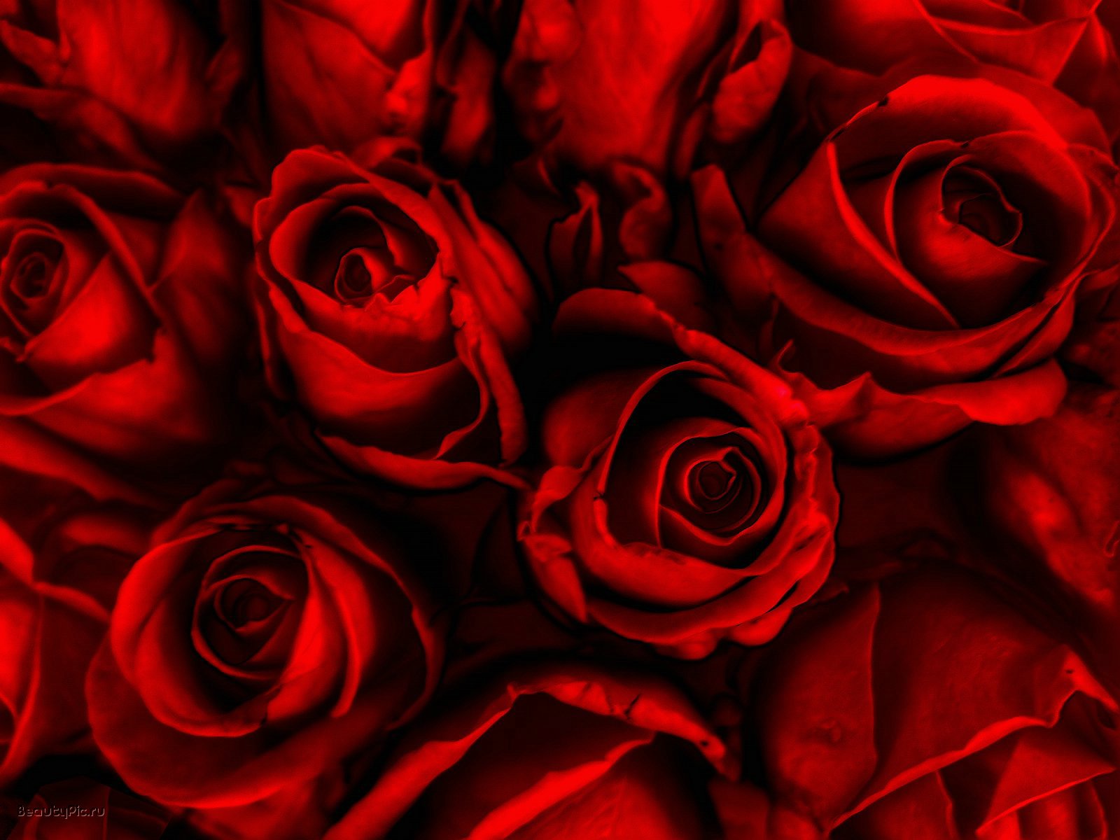 Dark Red Roses Wallpapers