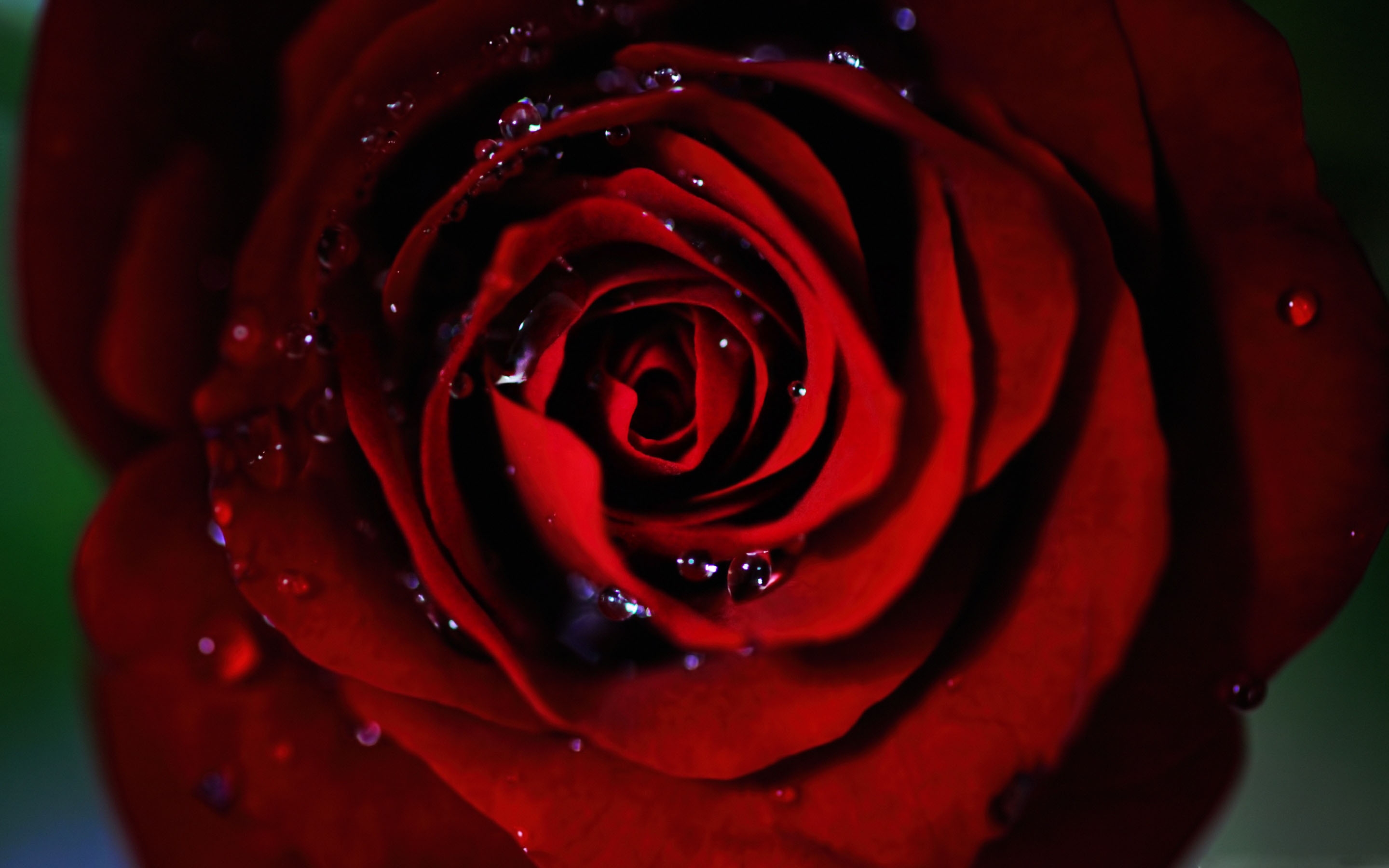 Dark Red Roses Wallpapers