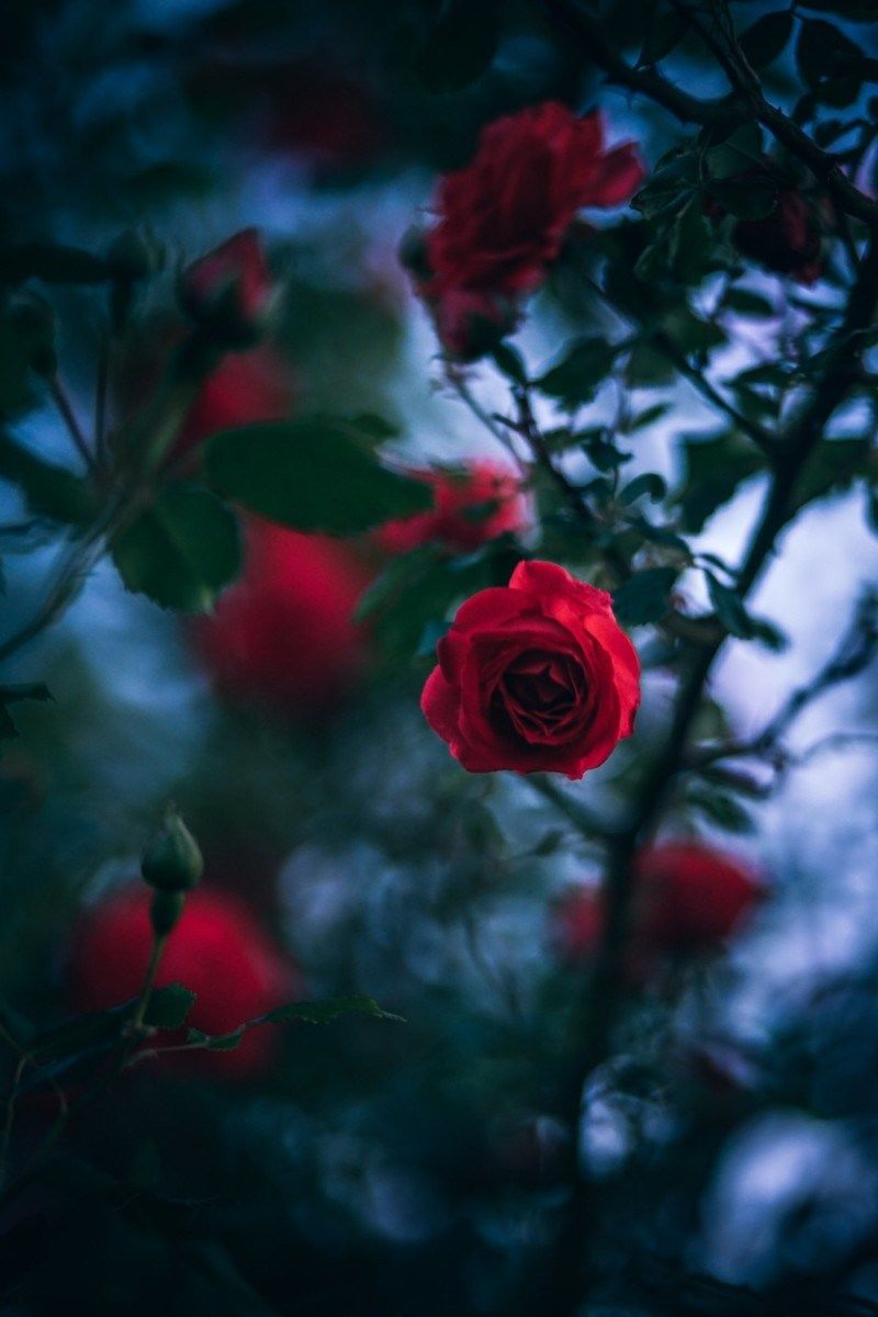 Dark Red Roses Wallpapers