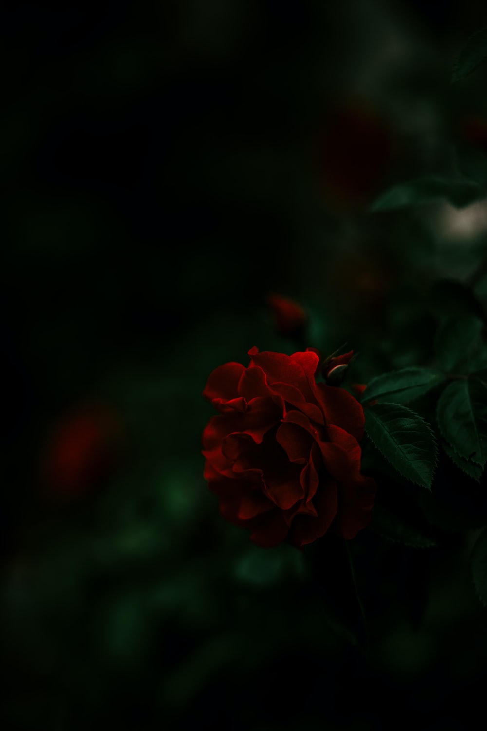 Dark Rose Wallpapers