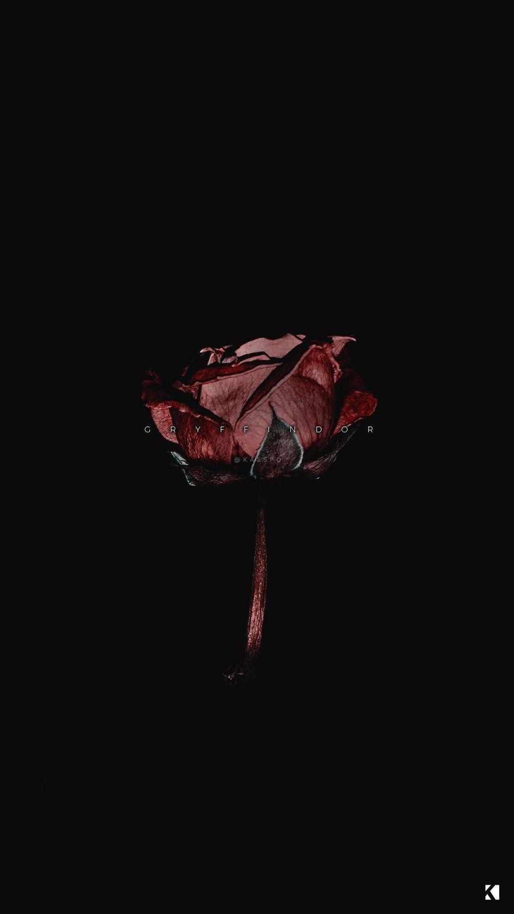 Dark Rose Wallpapers