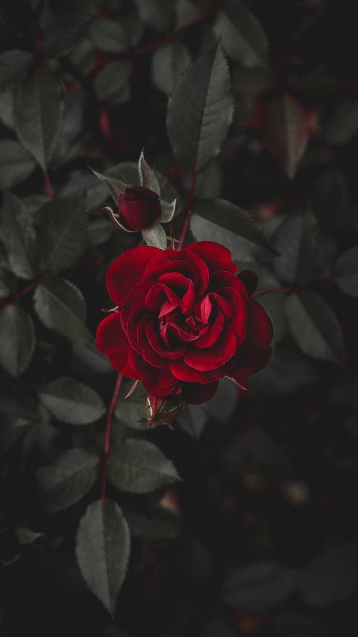 Dark Rose Wallpapers