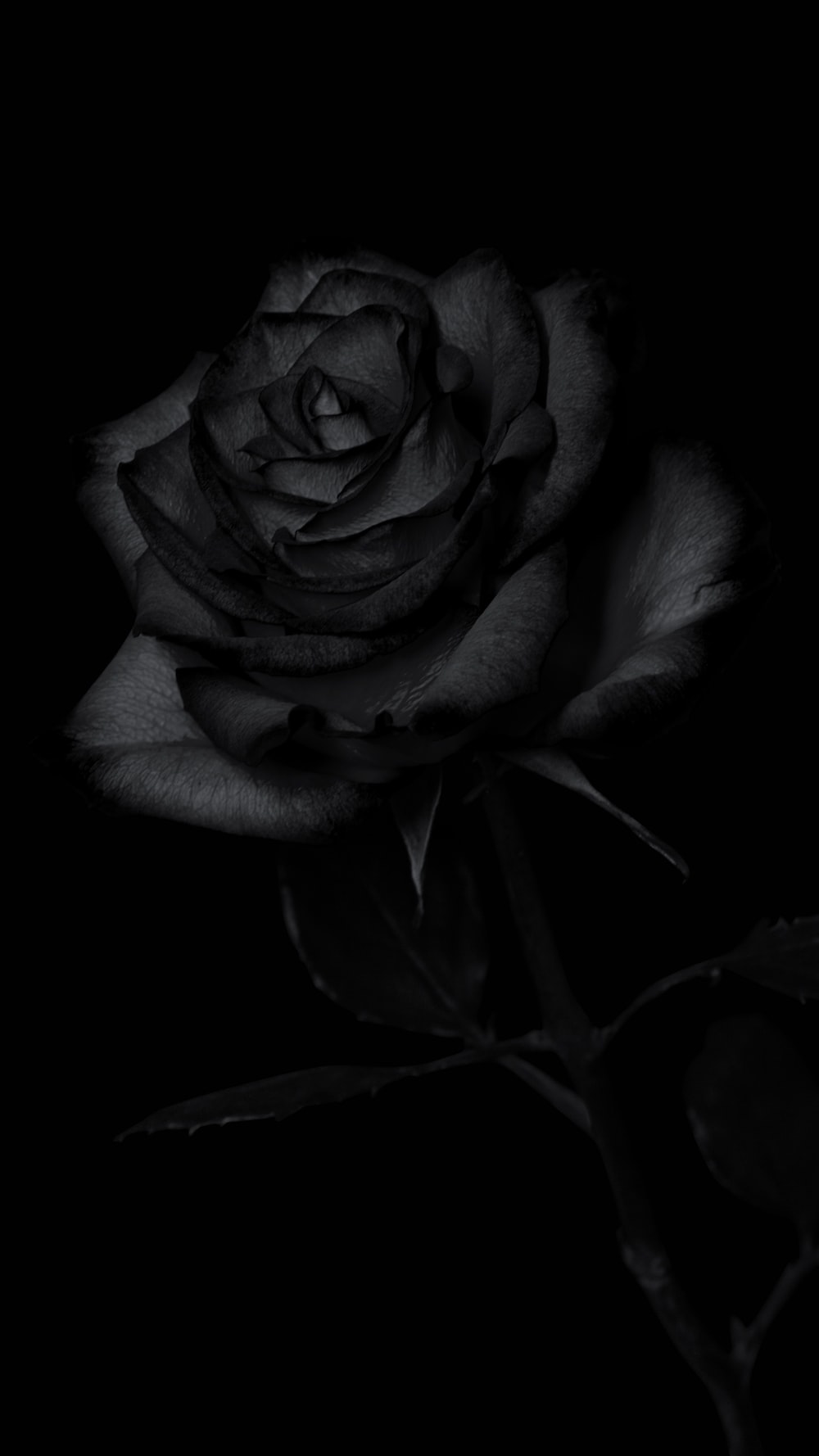 Dark Rose Wallpapers