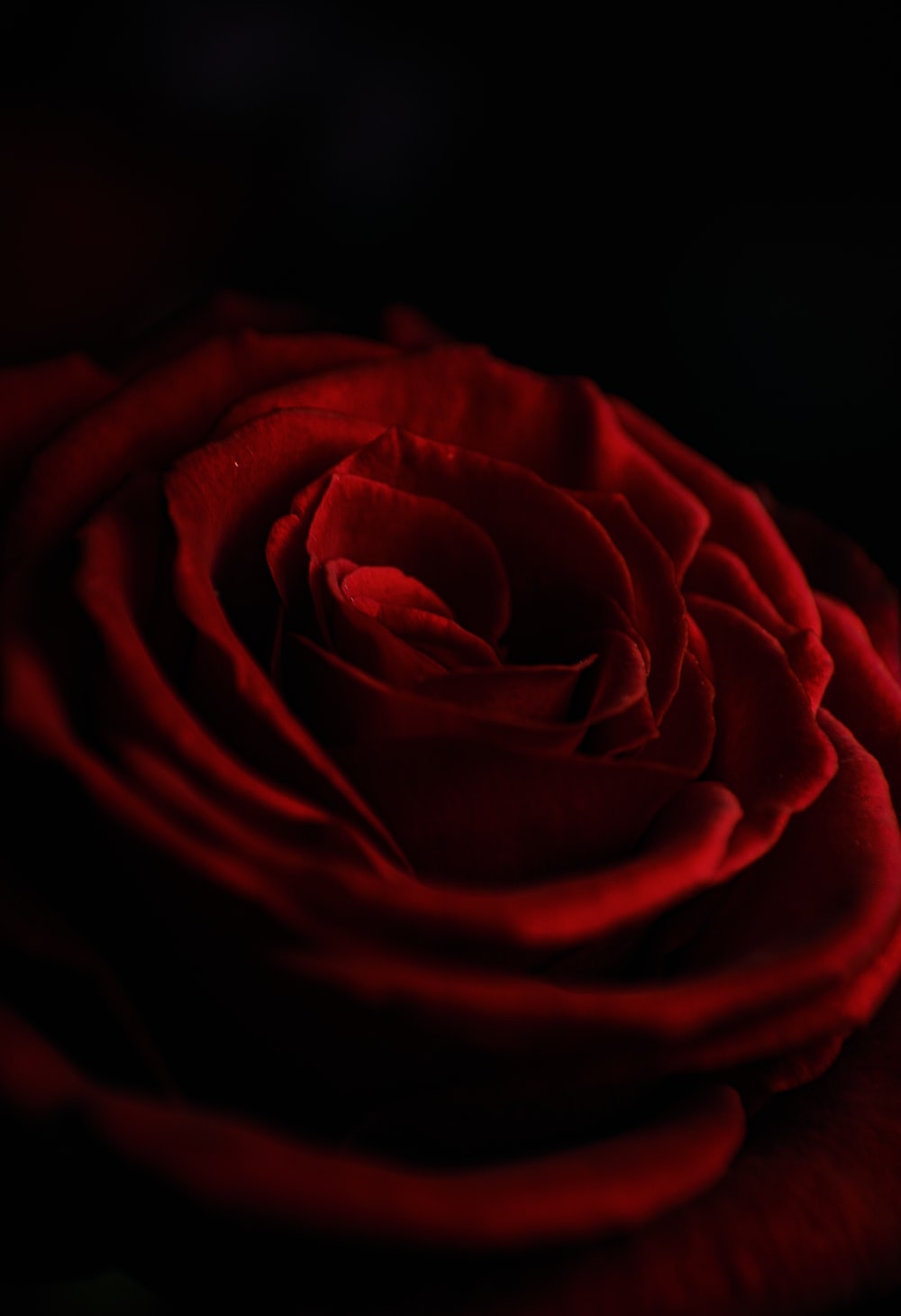 Dark Rose Wallpapers