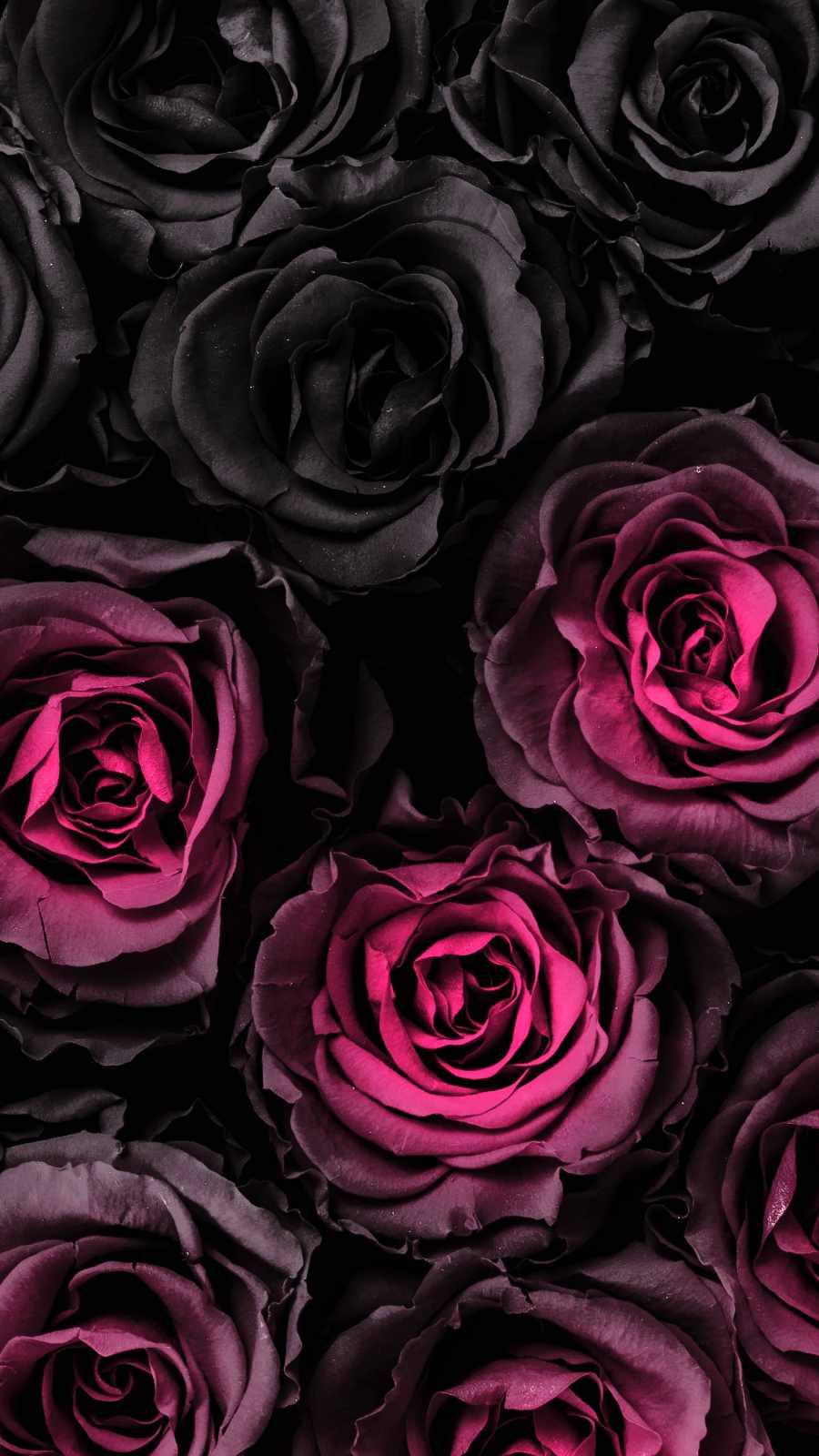 Dark Rose Wallpapers