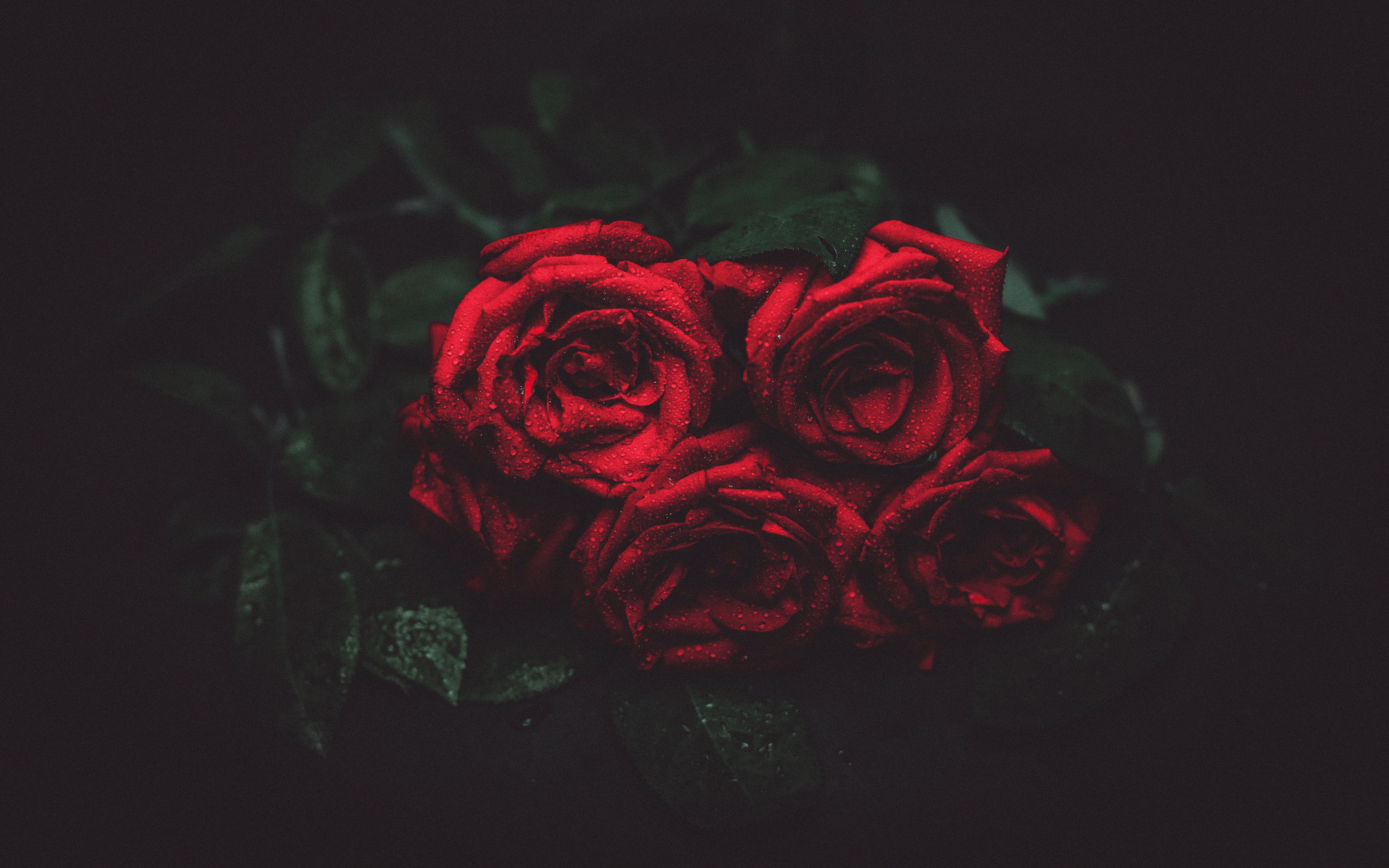 Dark Rose Wallpapers