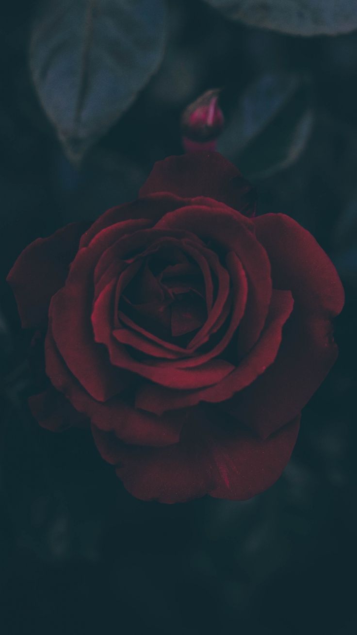 Dark Rose Wallpapers