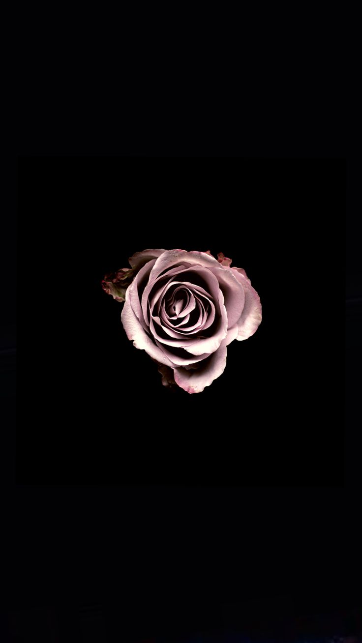 Dark Rose Wallpapers