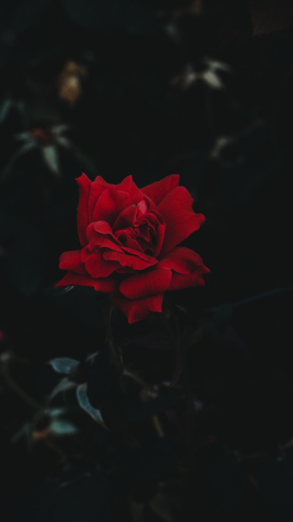 Dark Rose Wallpapers