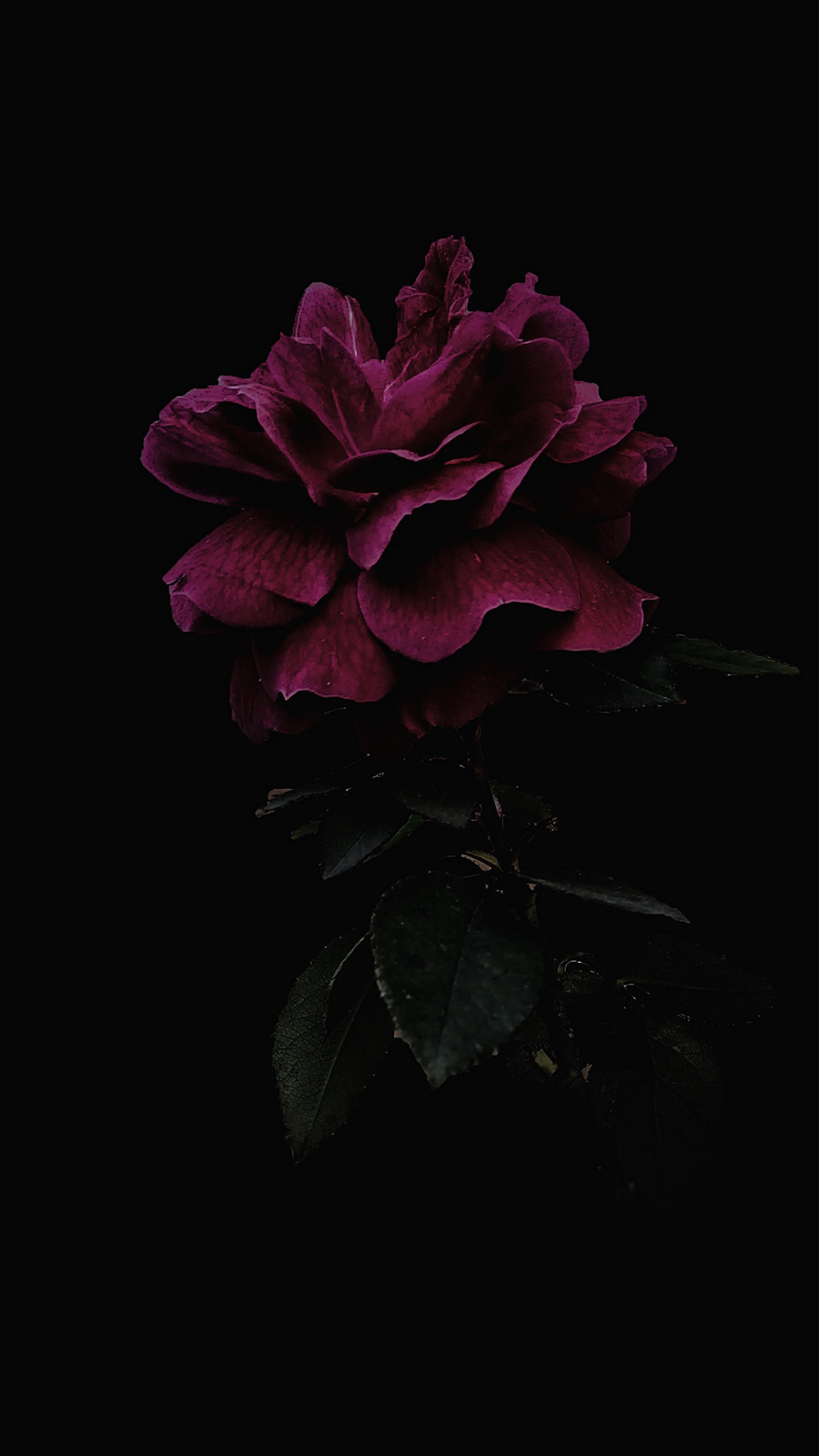 Dark Rose Wallpapers