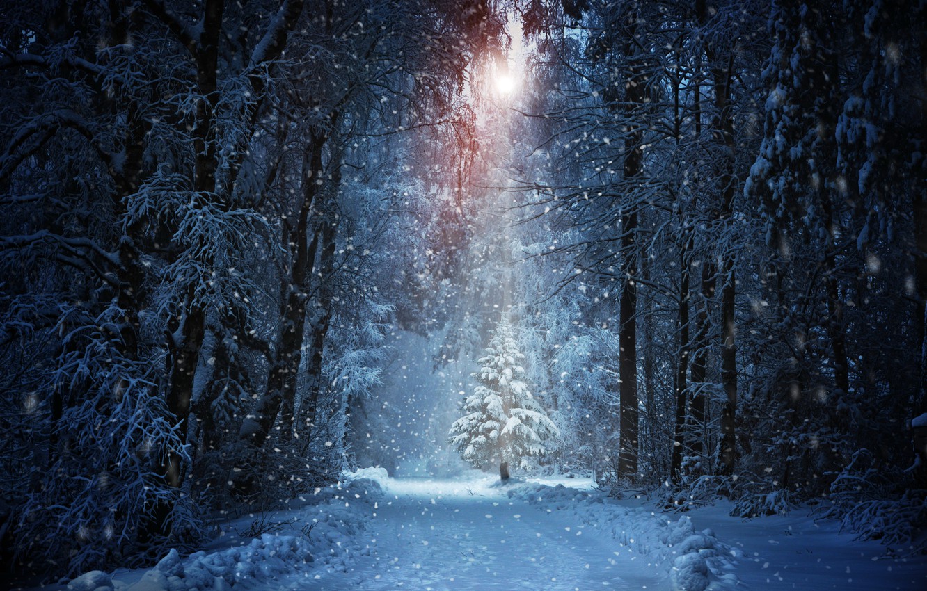 Dark Snow Forest Trees In Lights Wallpapers