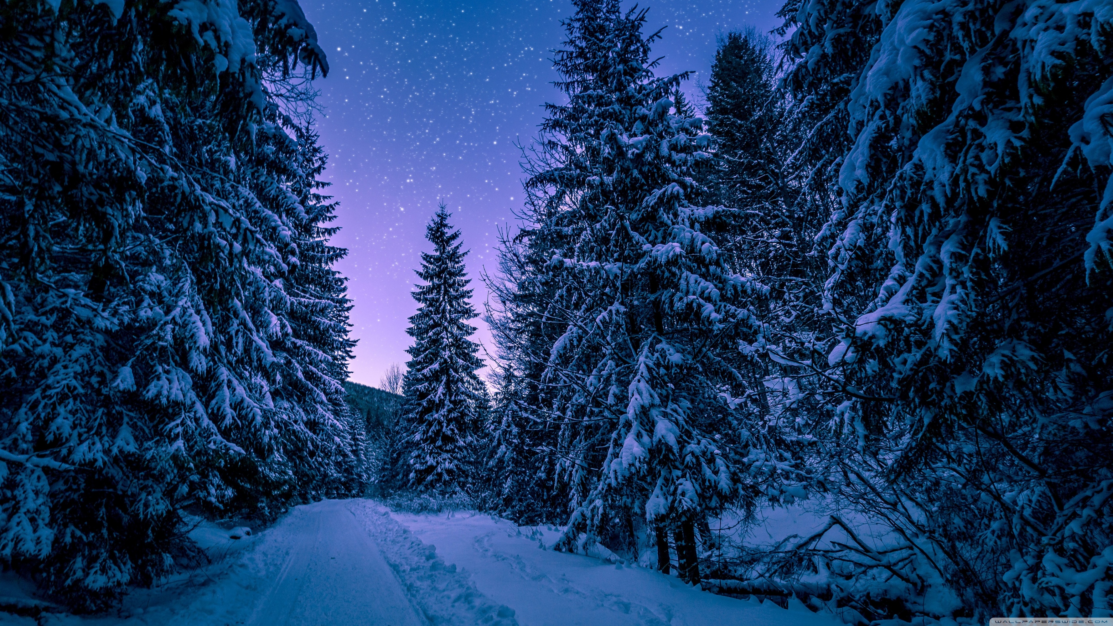 Dark Snow Forest Trees In Lights Wallpapers