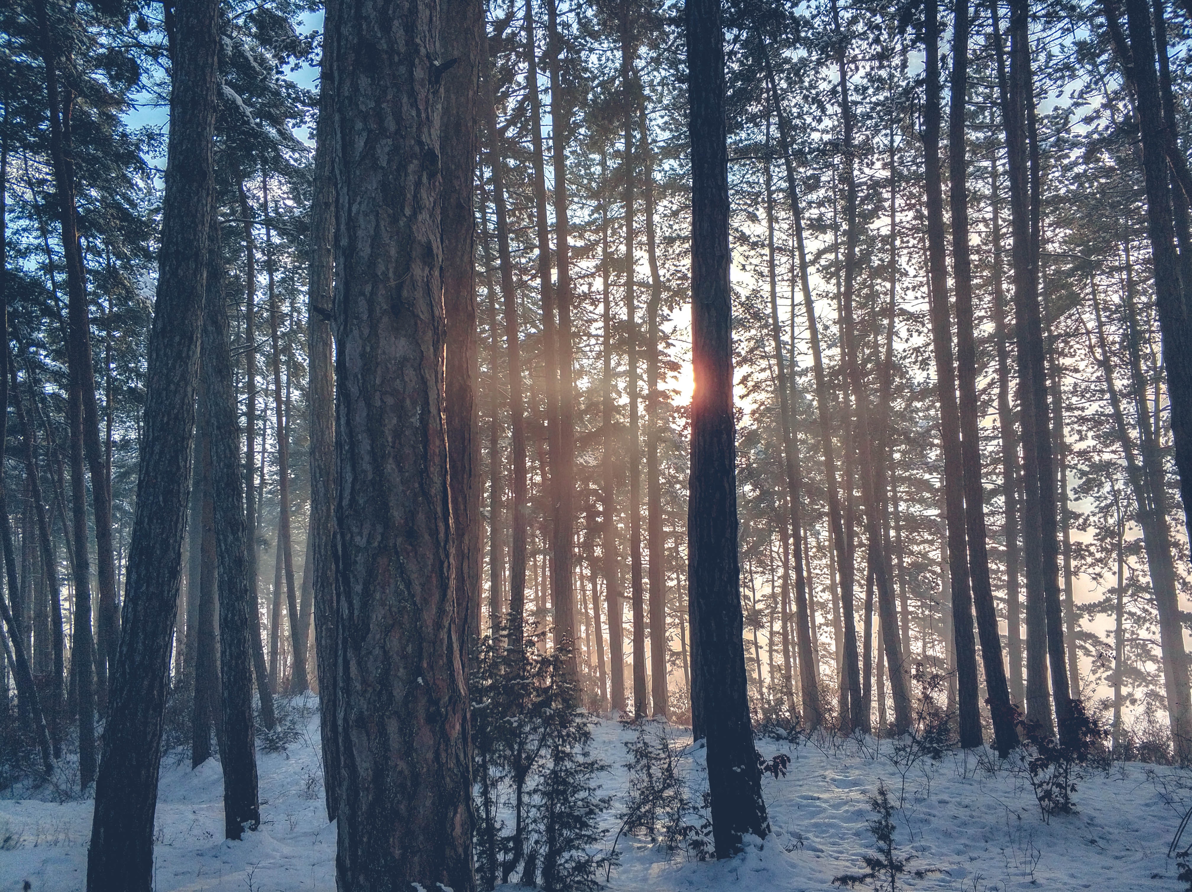 Dark Snow Forest Trees In Lights Wallpapers