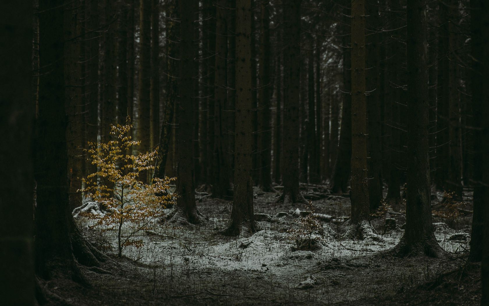 Dark Snow Forest Trees In Lights Wallpapers