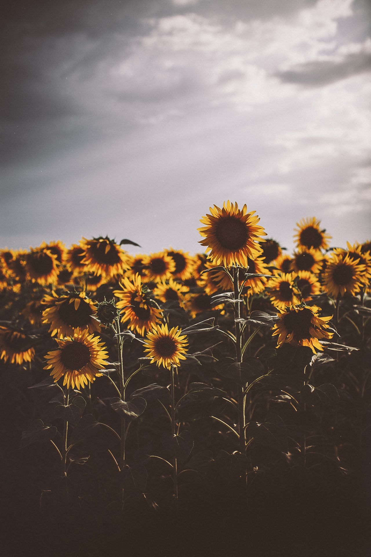 Dark Sunflower Wallpapers