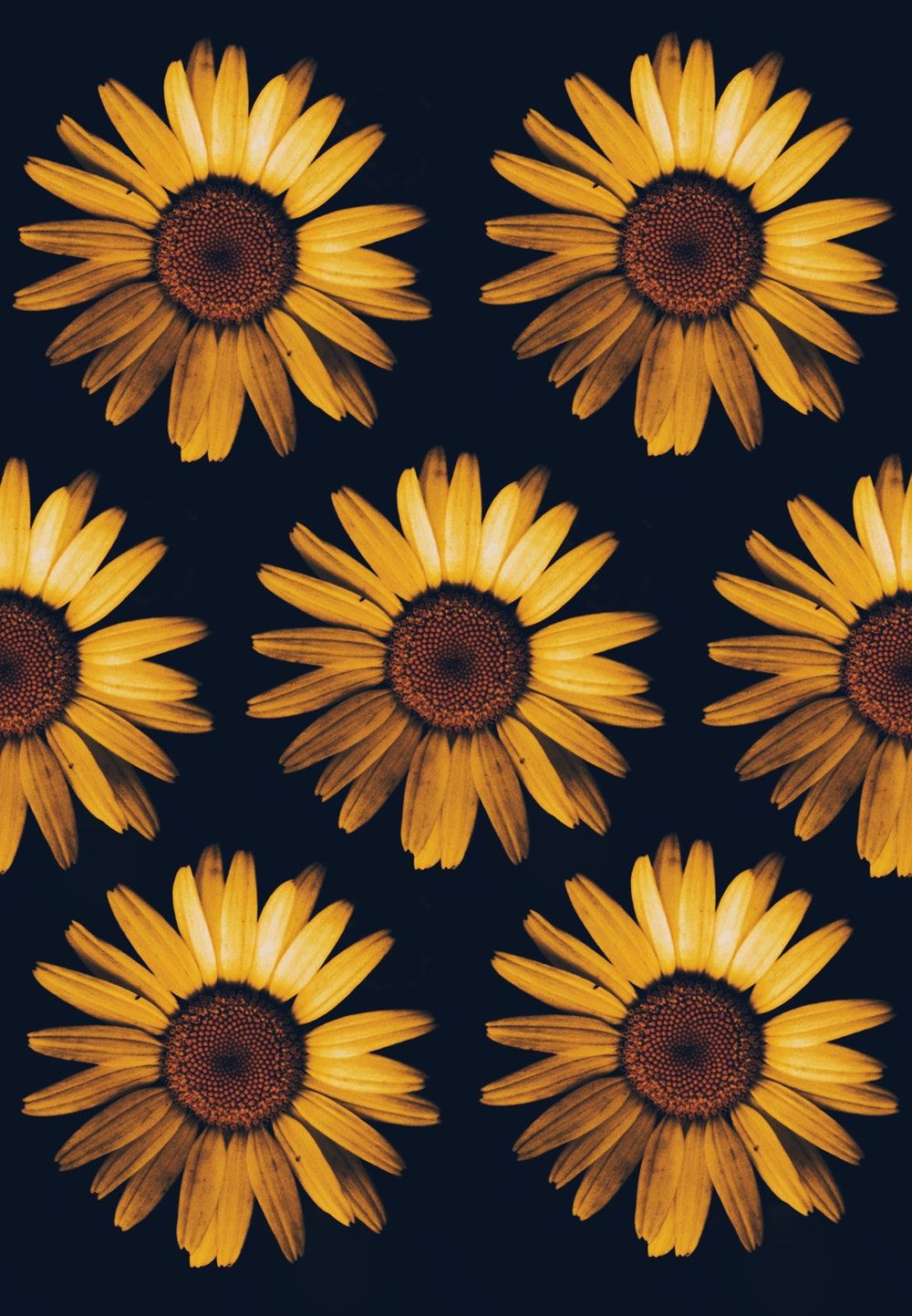 Dark Sunflower Wallpapers