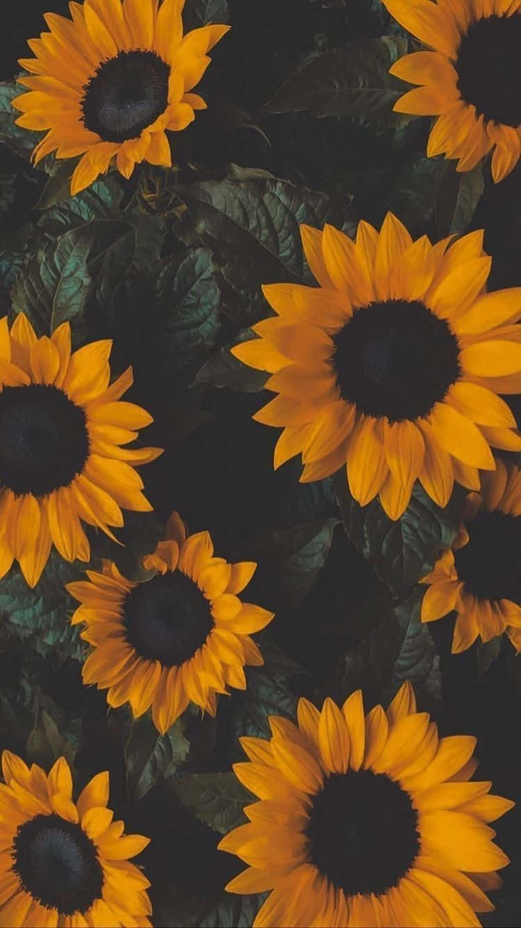 Dark Sunflower Wallpapers