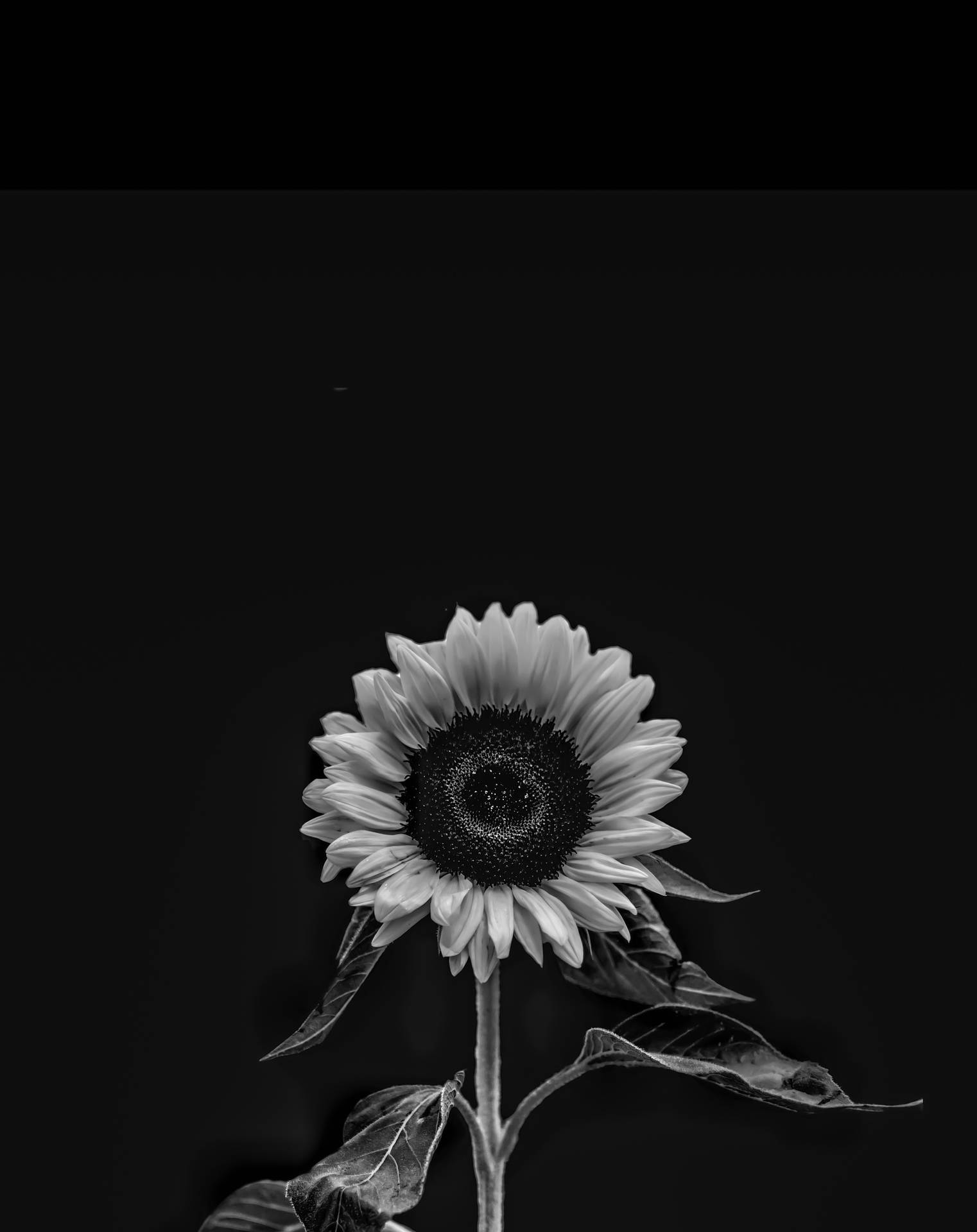 Dark Sunflower Wallpapers