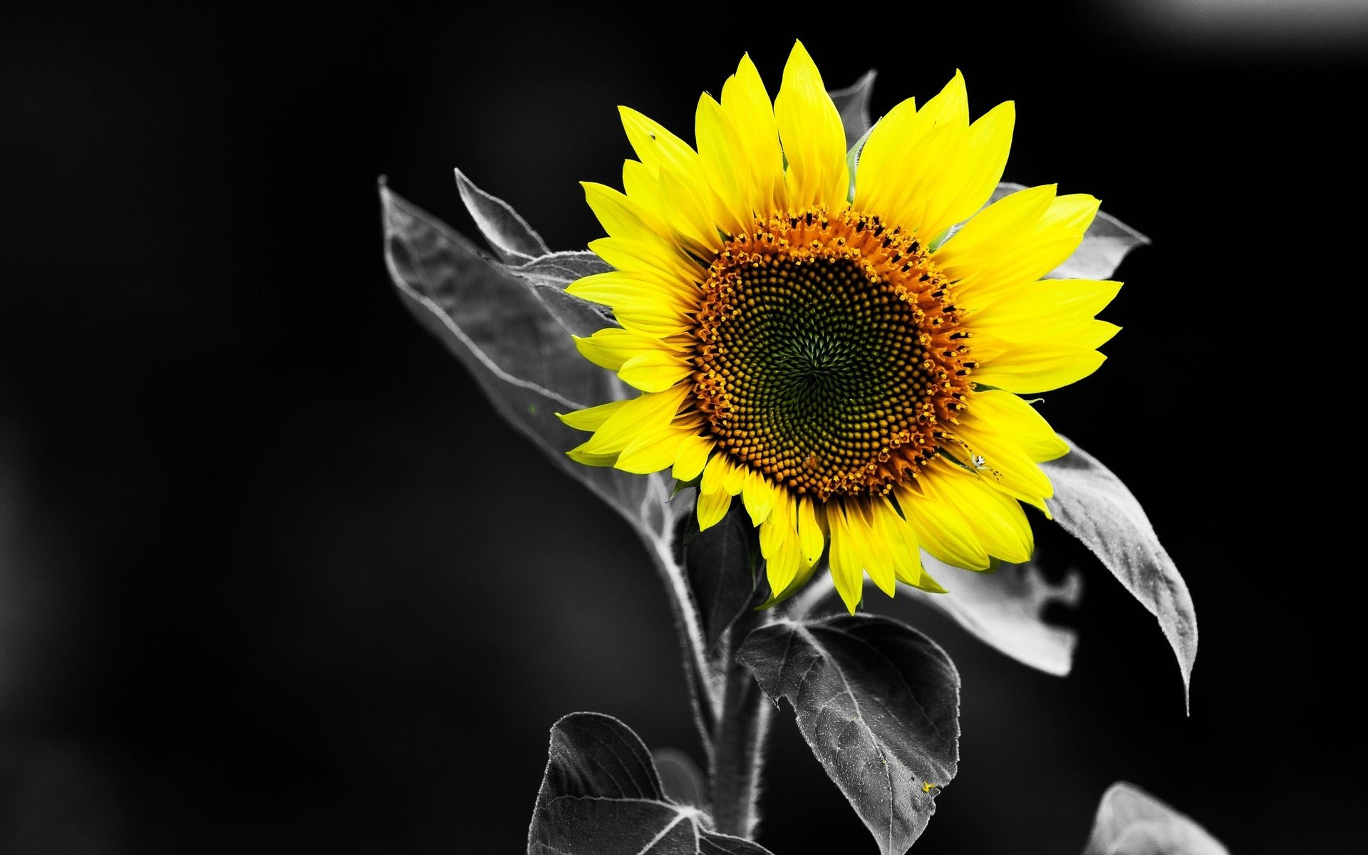 Dark Sunflower Wallpapers