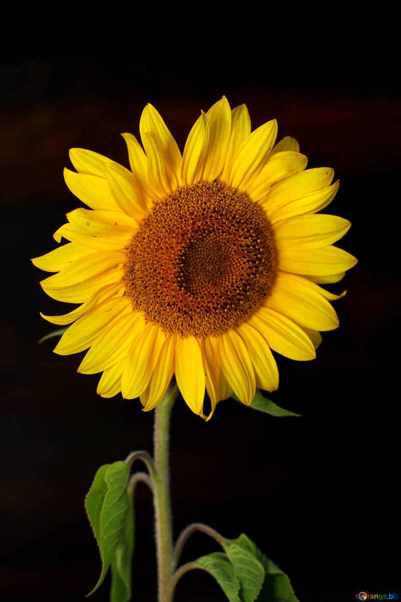 Dark Sunflower Wallpapers