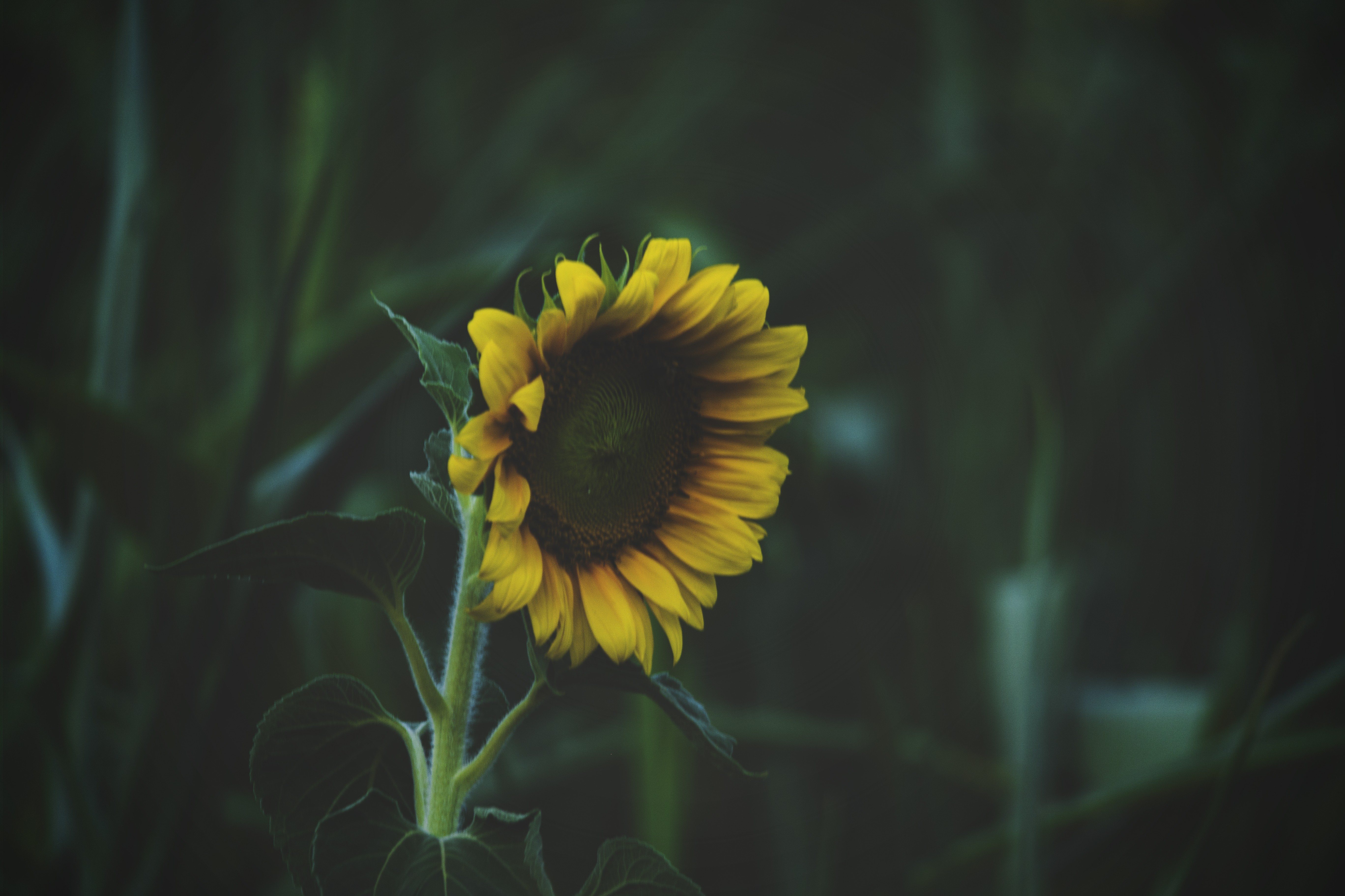 Dark Sunflower Wallpapers