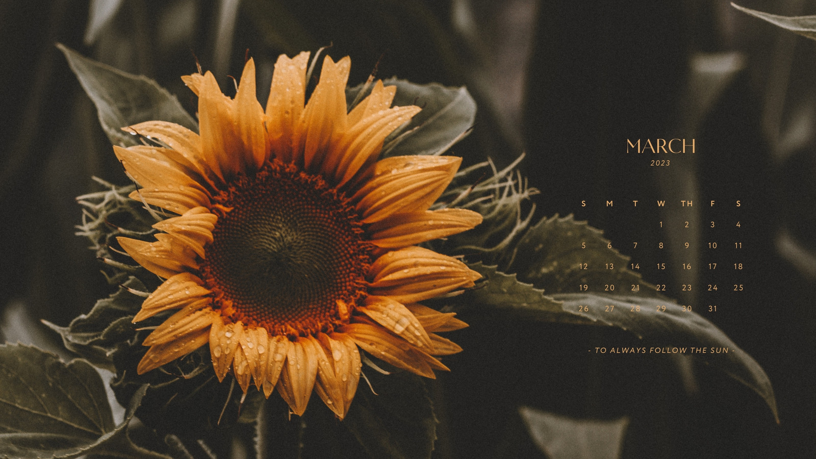 Dark Sunflower Wallpapers