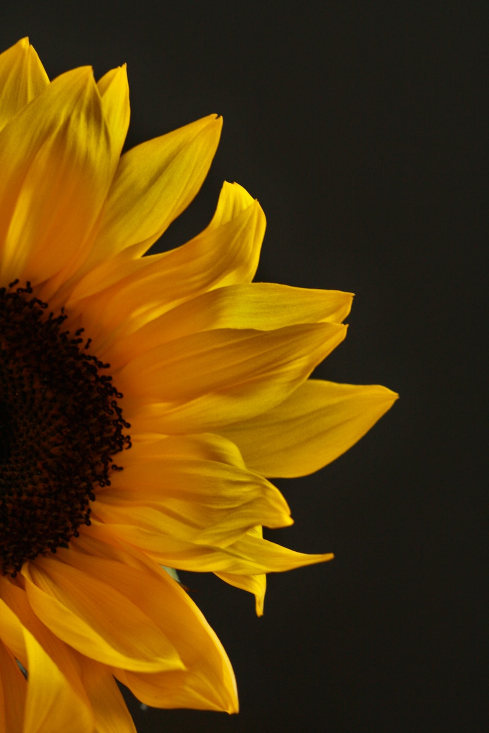 Dark Sunflower Wallpapers