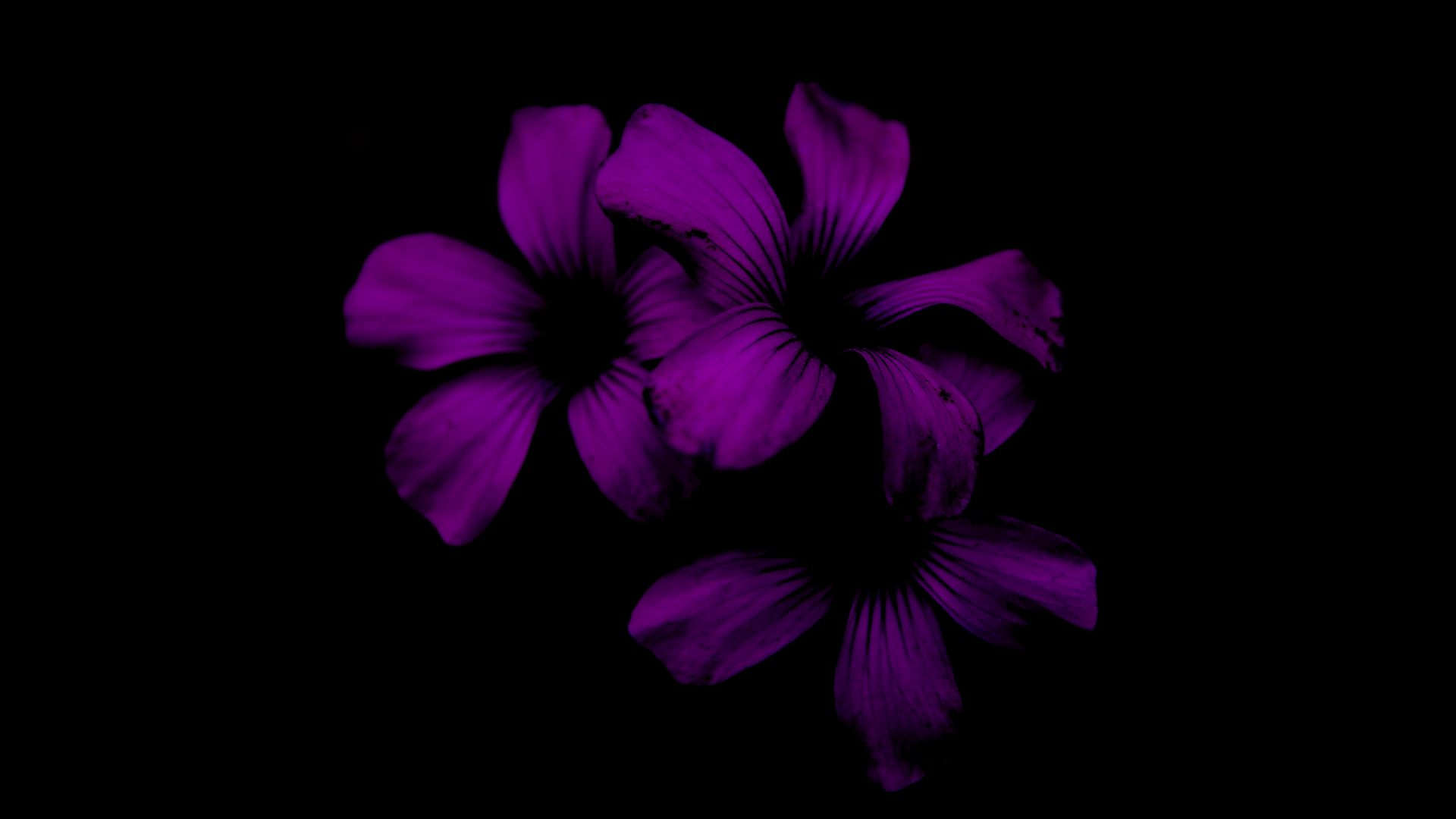 Dark Violet Wallpapers