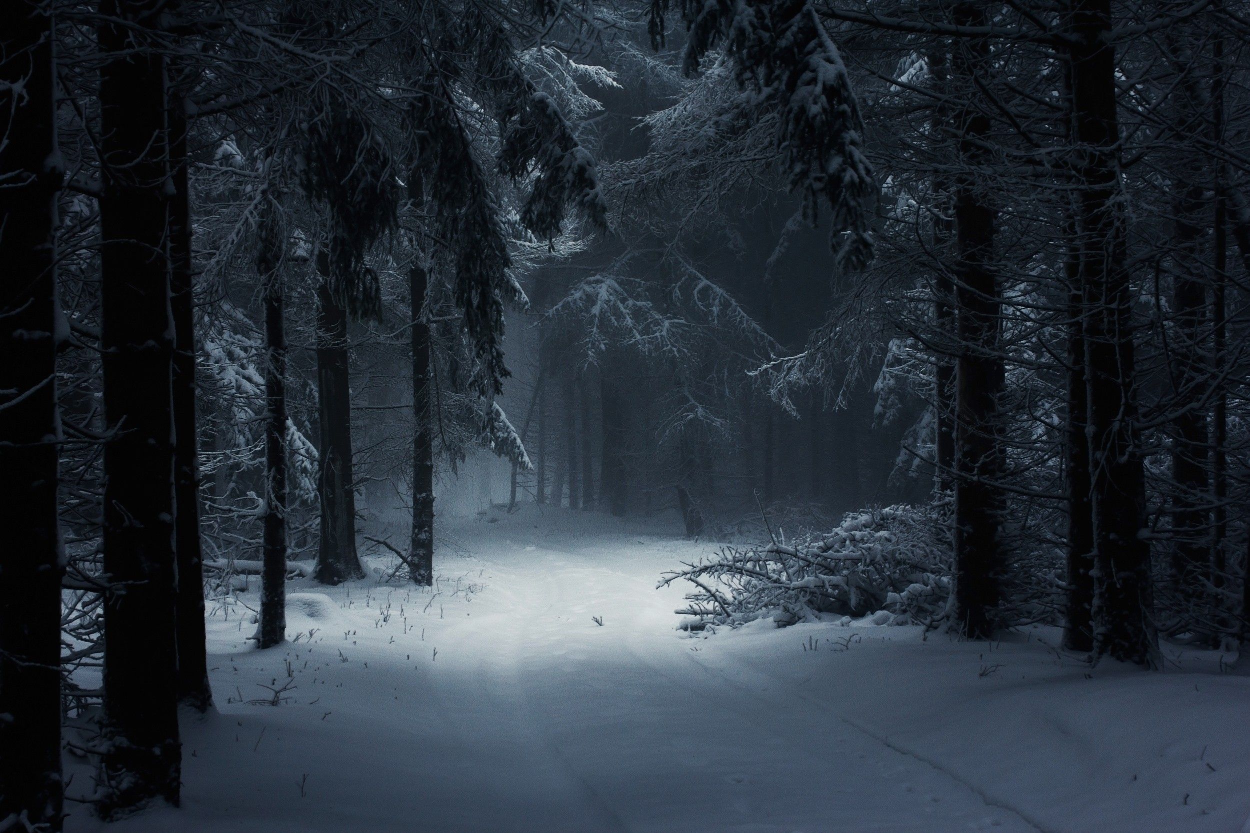 Dark Winter Forest Wallpapers