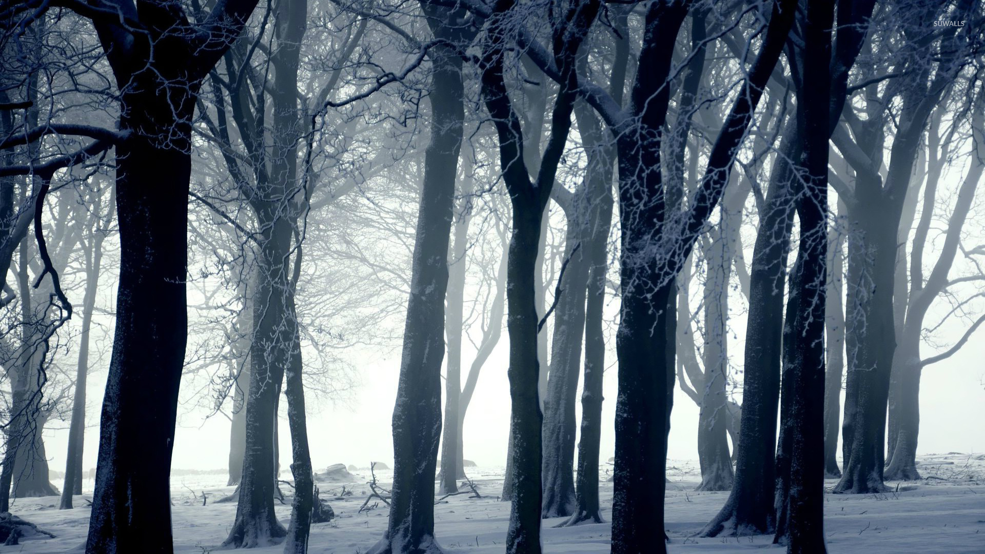 Dark Winter Forest Wallpapers