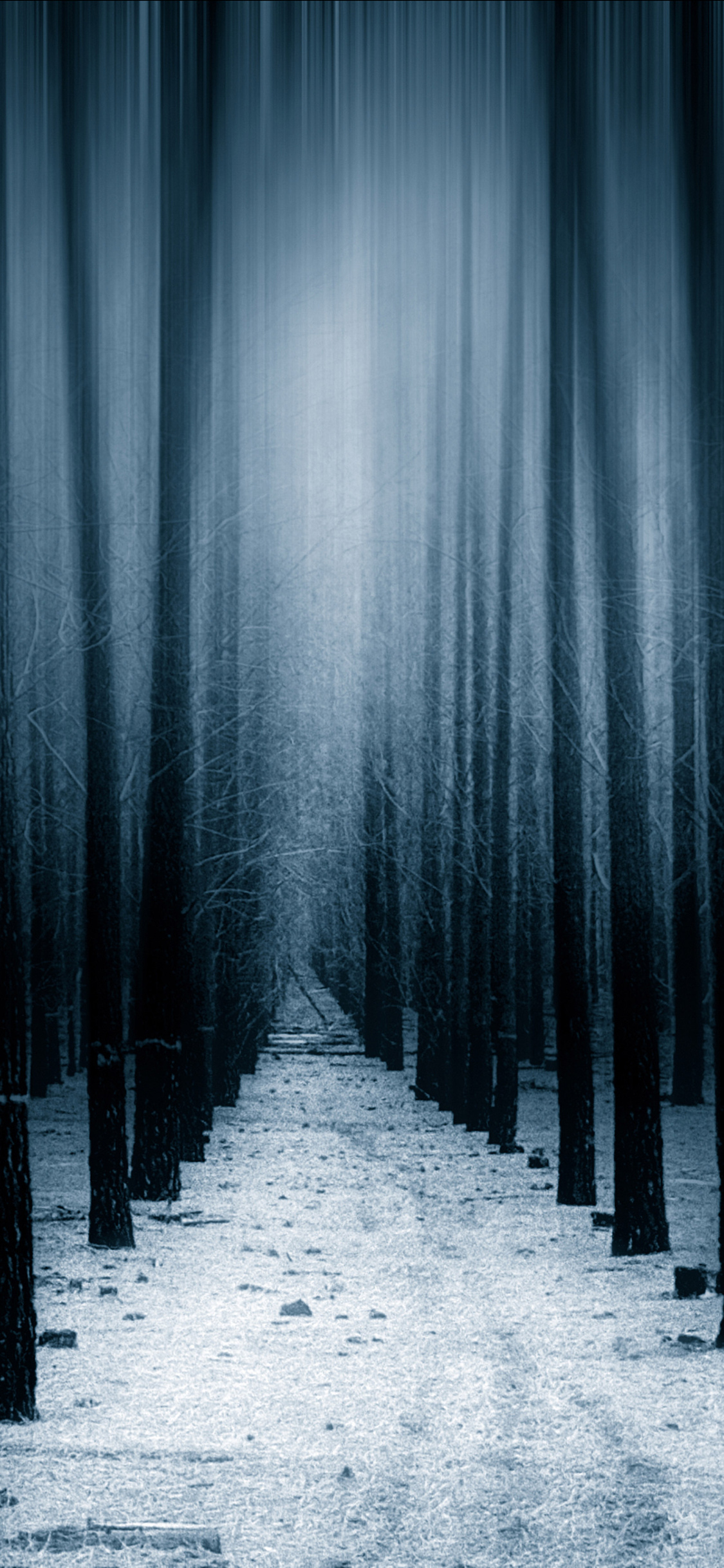 Dark Winter Forest Wallpapers