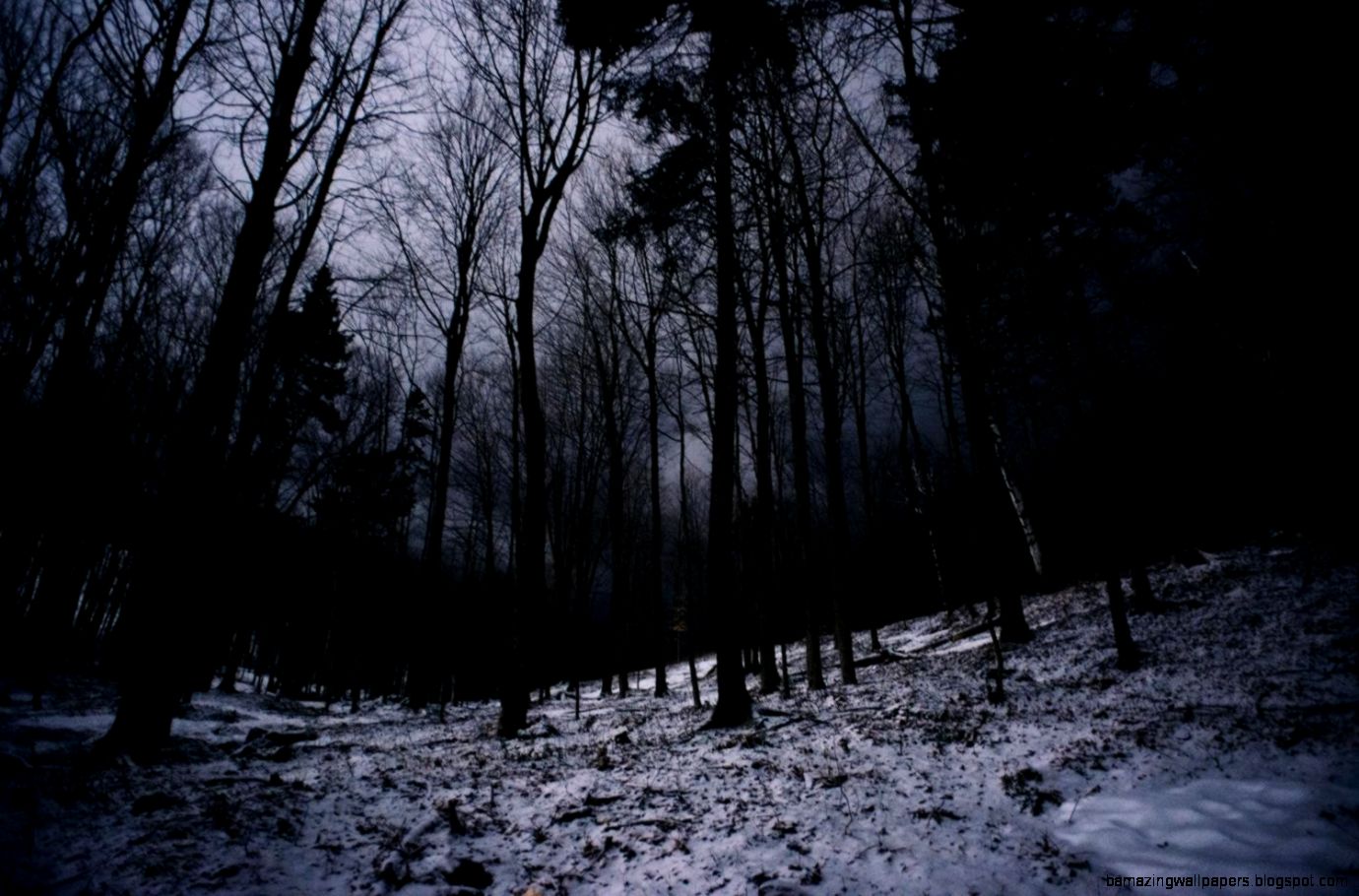 Dark Winter Forest Wallpapers