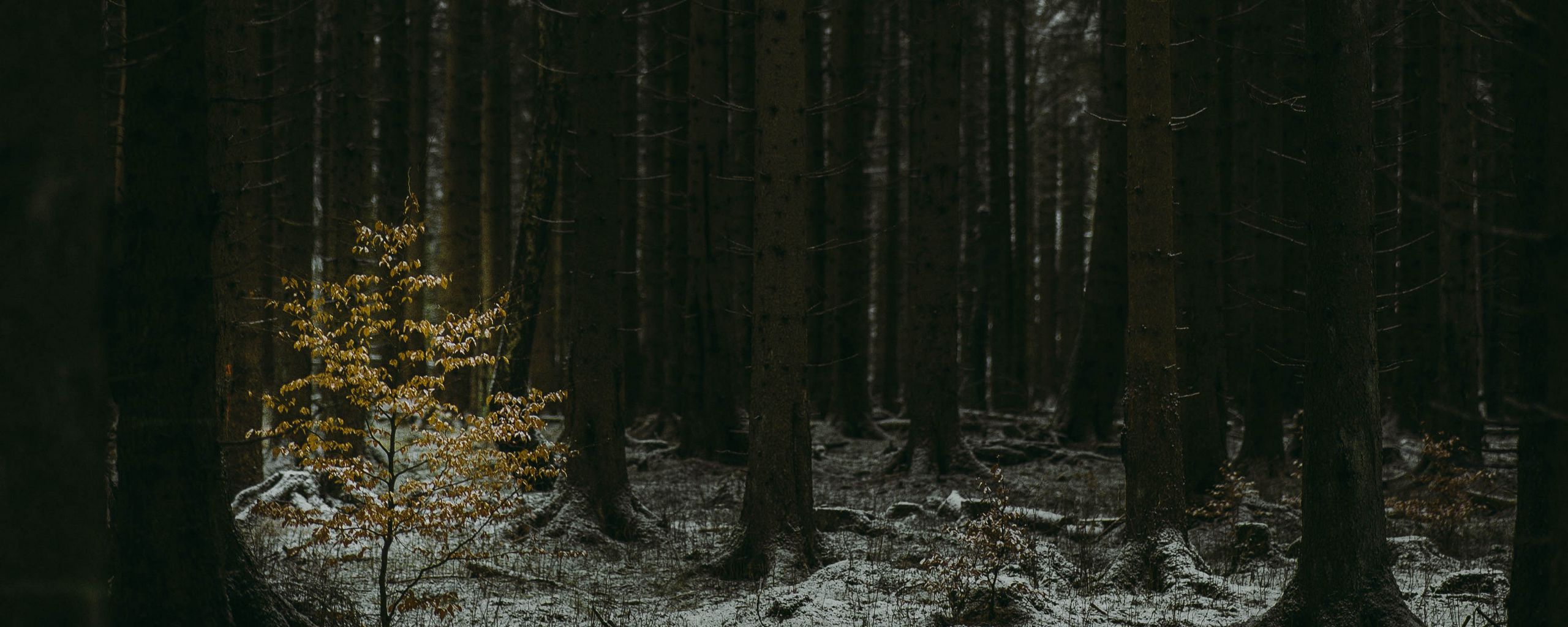 Dark Winter Forest Wallpapers